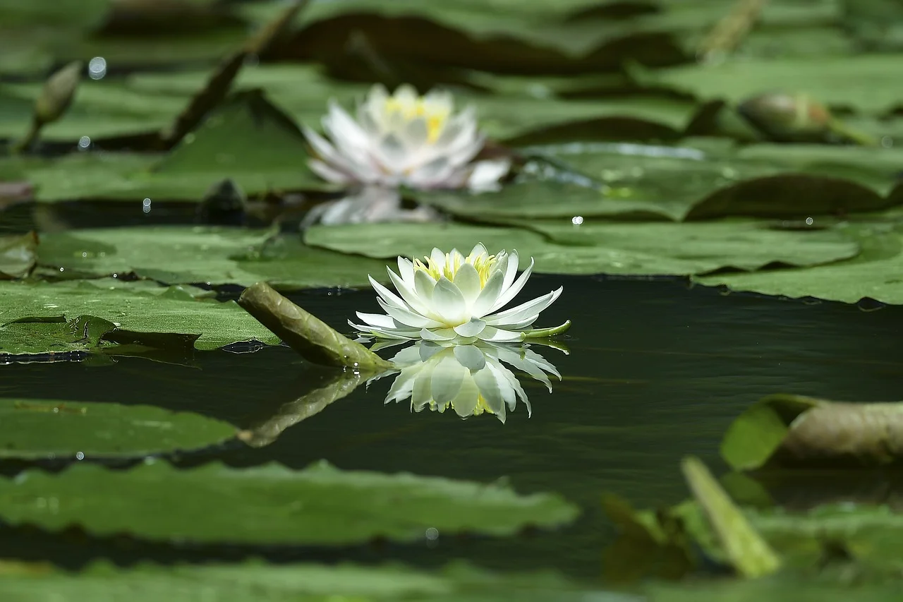 lotus.jpg