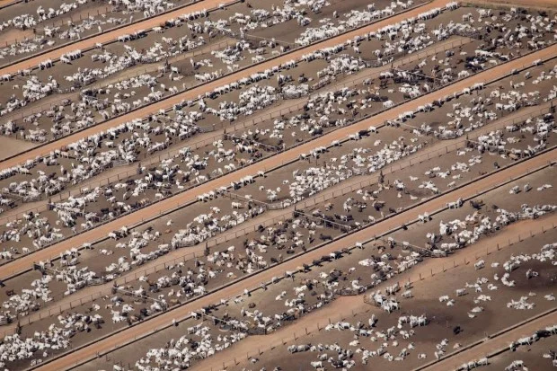 megafarm.jpg