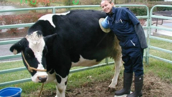 Industrial access inside cows