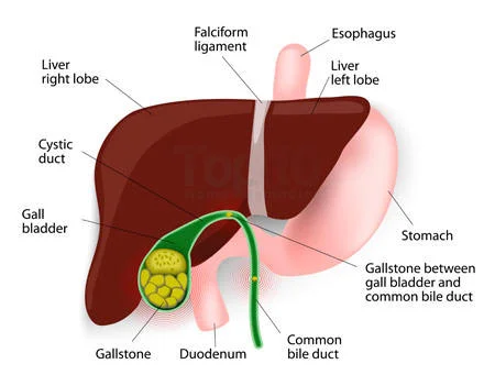 gall.jpg
