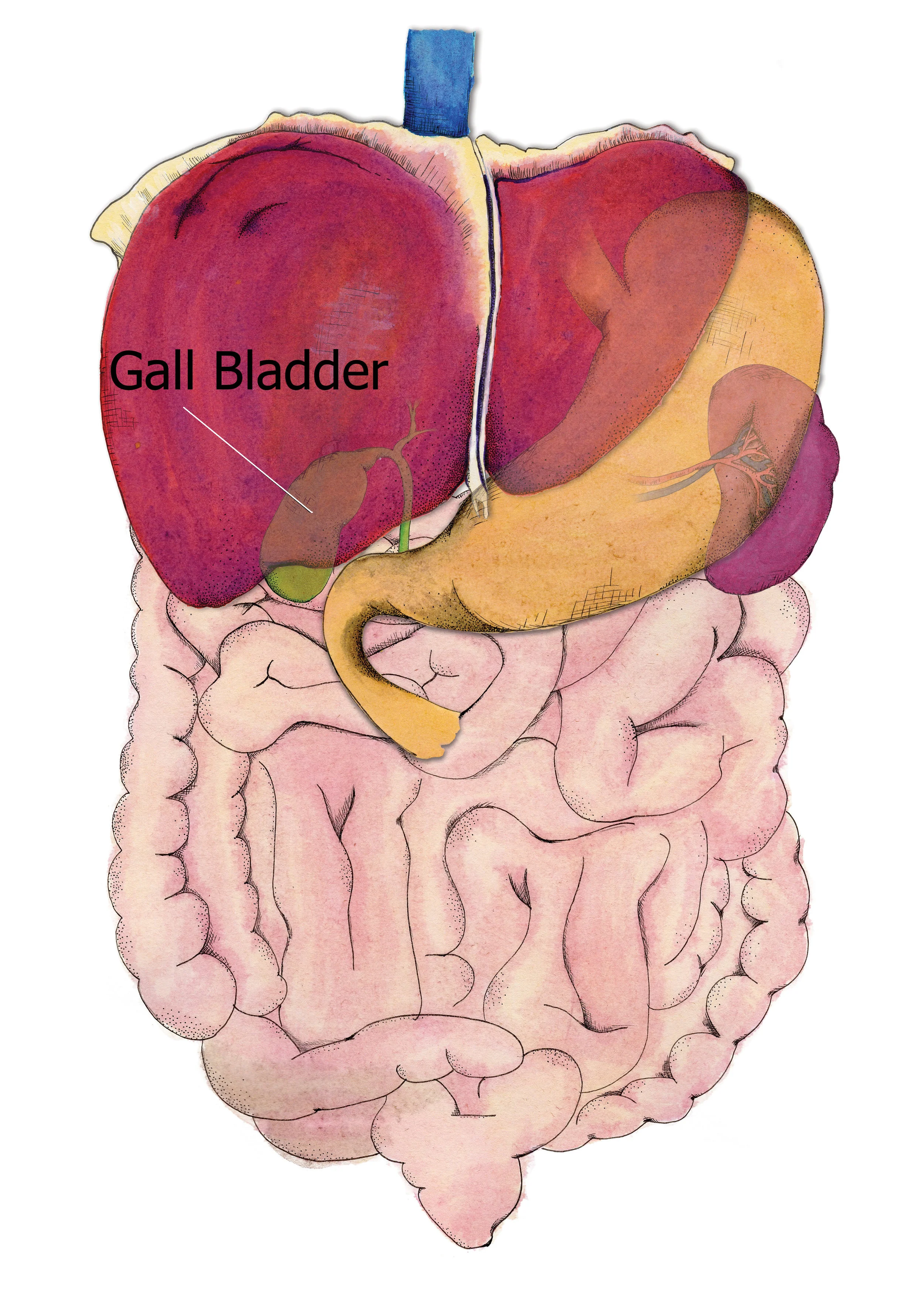 gall-bladder-position.jpg