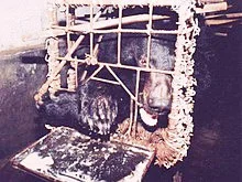 bearbile.jpg