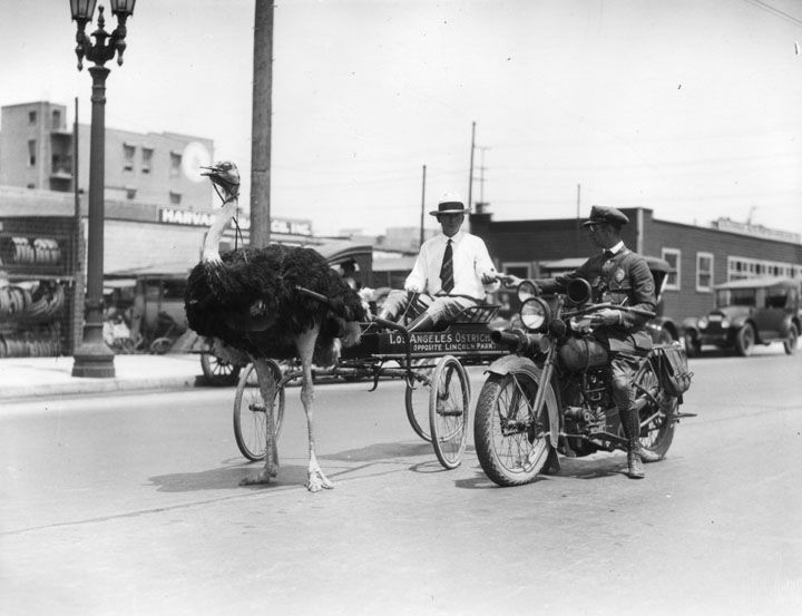  Unknownyear: 2922 Pico near Harvard Blvd. A man with an ostrich drawn cart receives a traffic ticket from a motorycle policeman at 2922 W. Pico Blvd., near Harvard. The cart shows a sign reading:&nbsp;Los Angeles Ostrich [Farm is obscured)]&nbsp;&nb