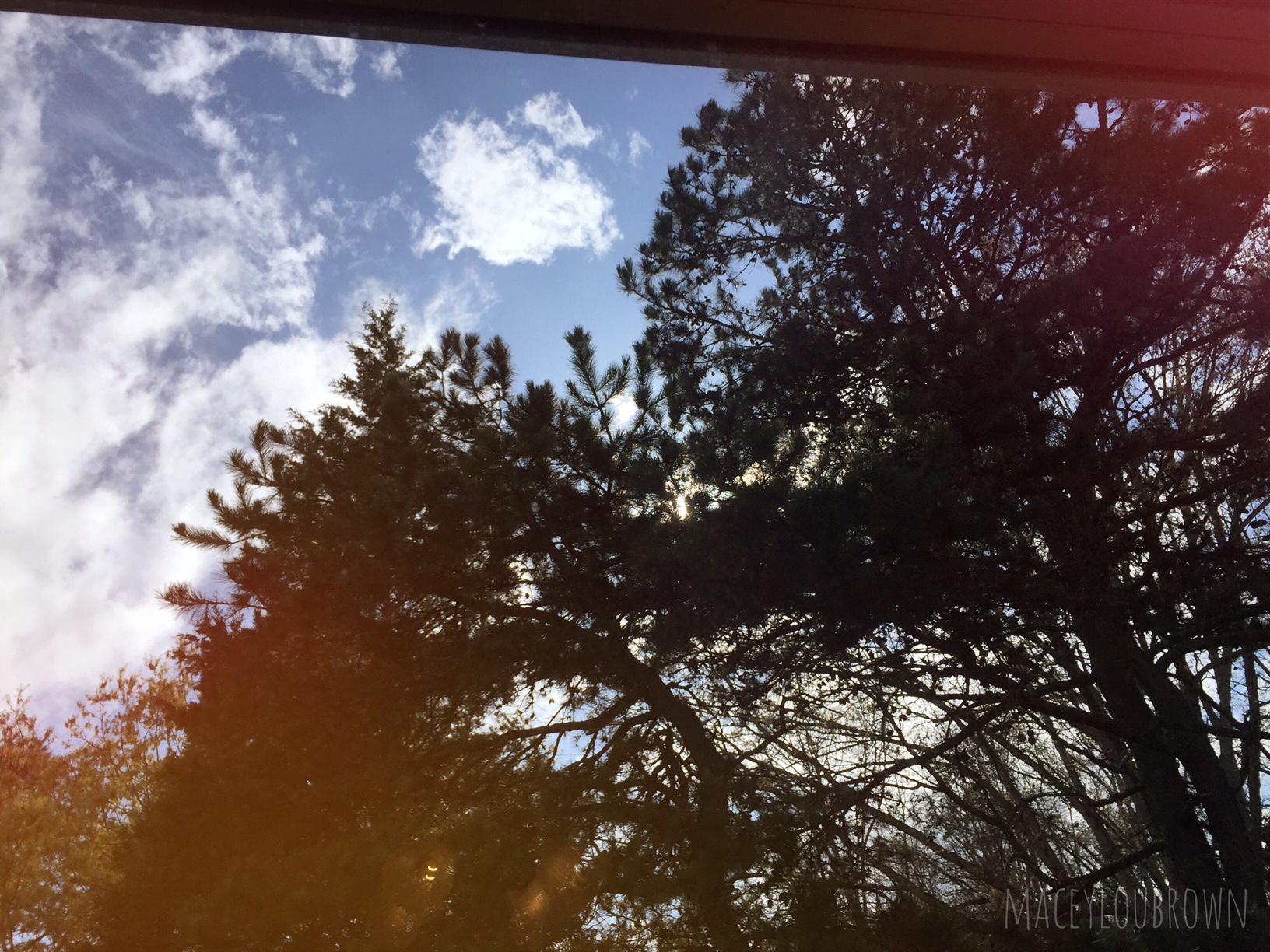 The beautiful trees right outside my studio window. They live in my neighbors forest of a yard. Love it. <3