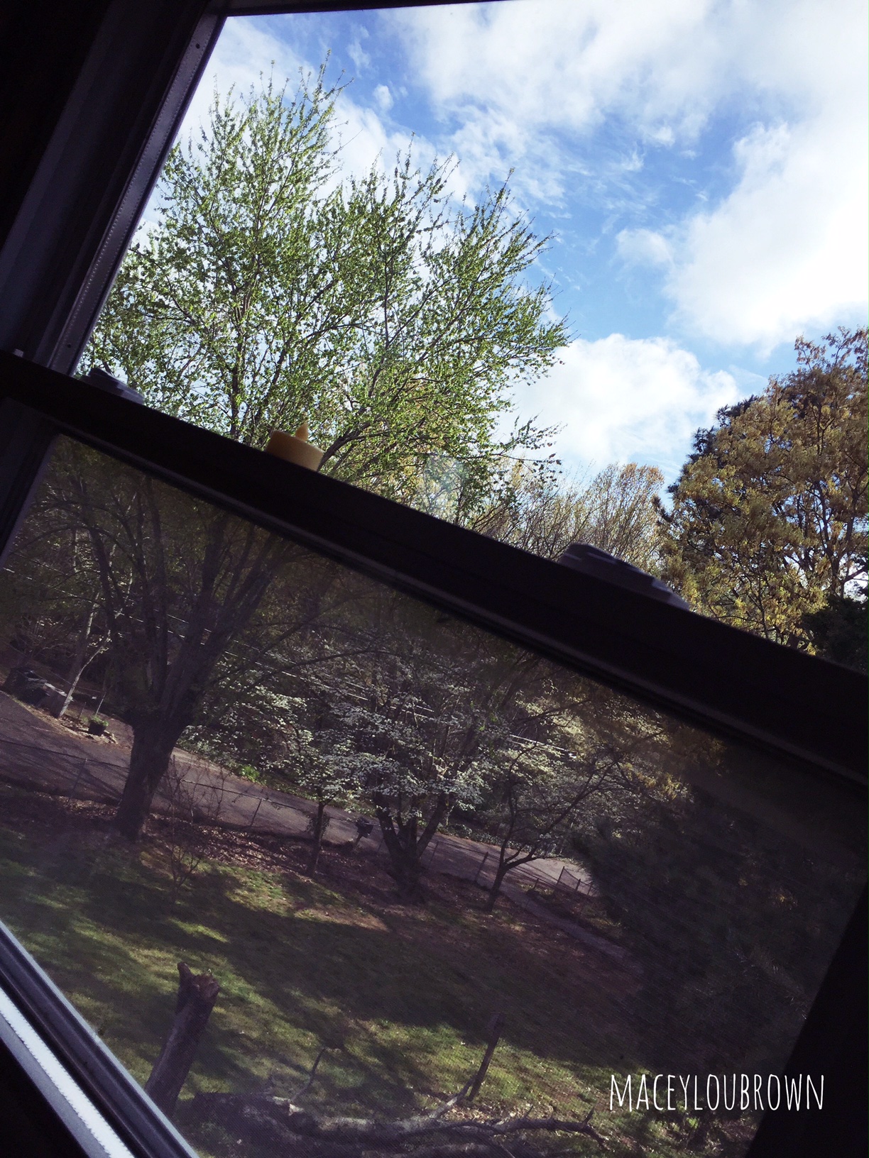 Another view of the little forest. :)