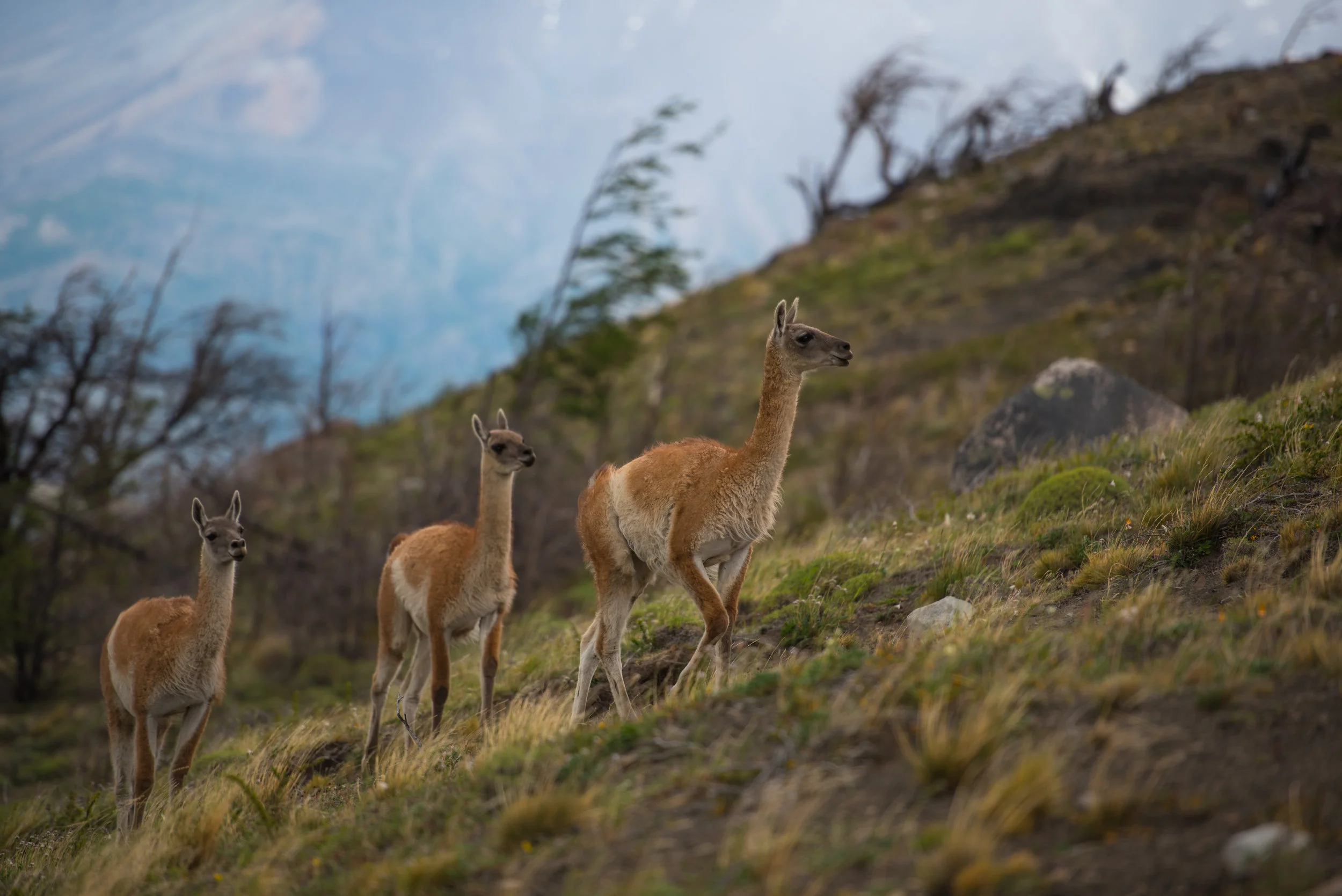 Torres del Paine National Park, Chilean Patagonia