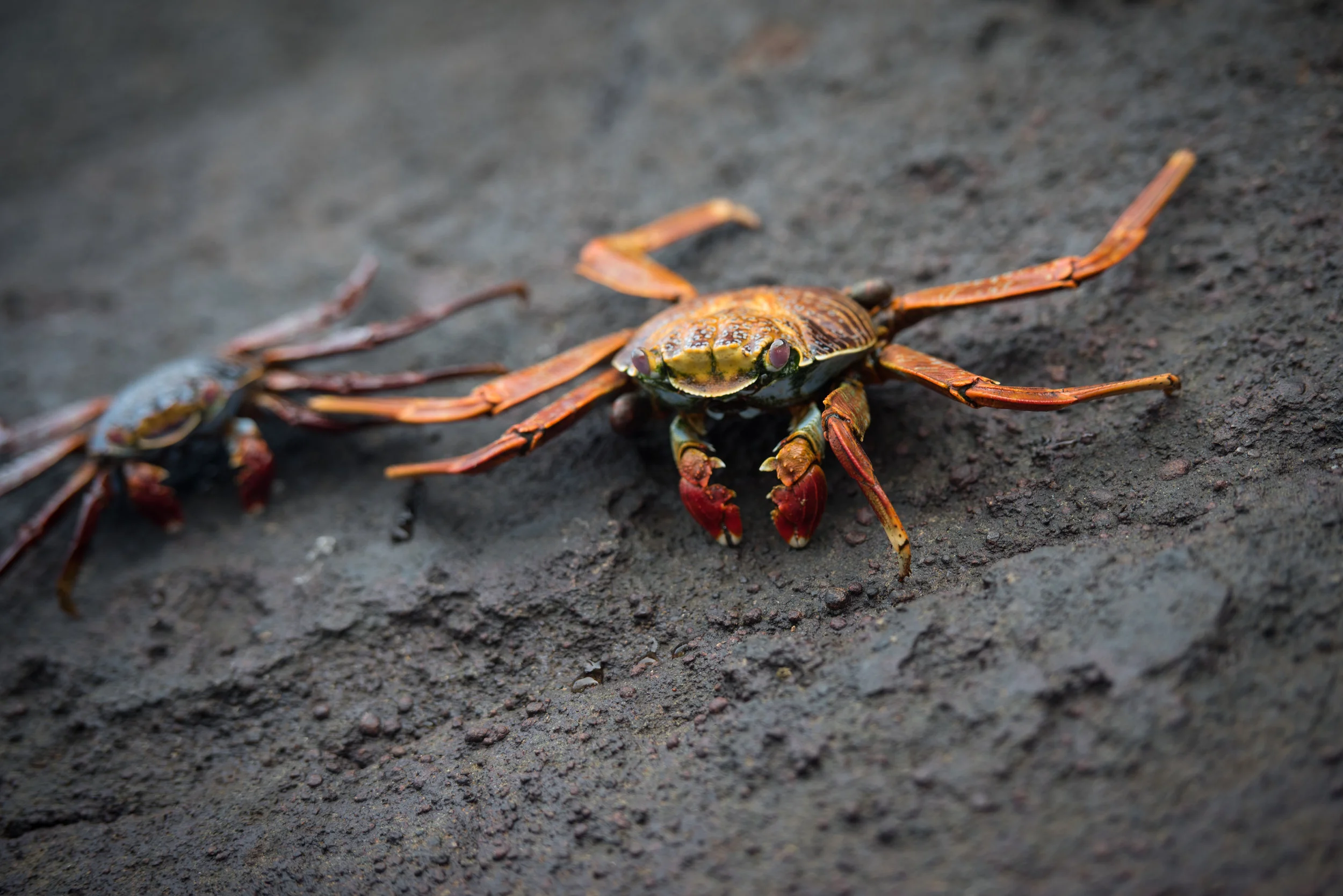 Sally Light-Foot Crabs, Tagus Cove, Isabela Island, Galapagos
