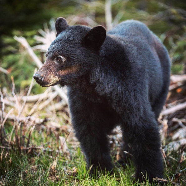 BANNER IMAGE PROVIDED BY https://www.flickr.com/photos/rihara/ & IMAGE OF THE BEAR PROVIDED BY BRETT ELLIOT
