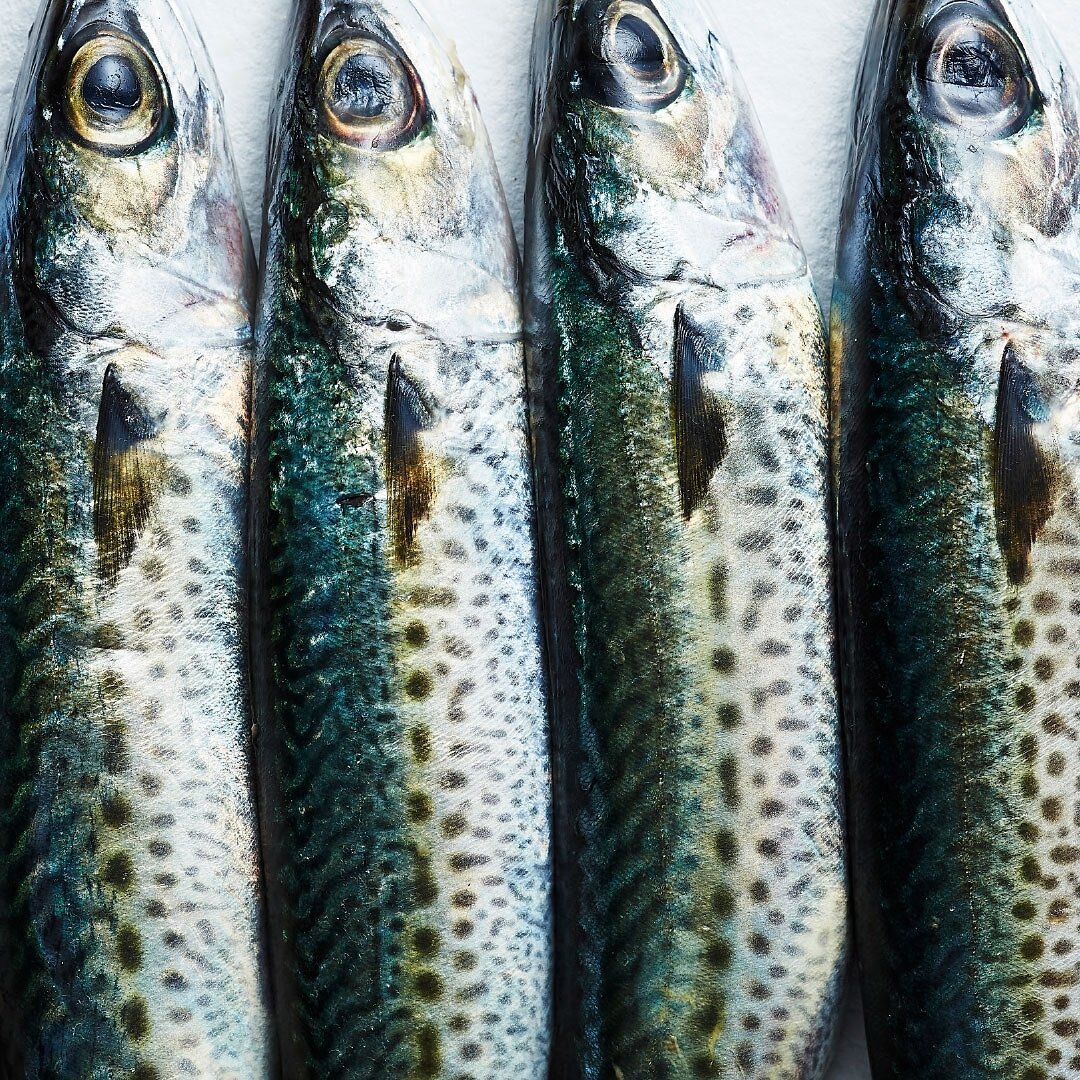 Into the SMALL category of the book comes the next fish in #tofbymrniland The humble Mackerel! This image is of a Slimy or Blue Mackerel. 
From a Butterflied Mackerel that is Hot Smoked &amp; Glazed with Molasses, to a Mackerel stuffed with Fruit &am