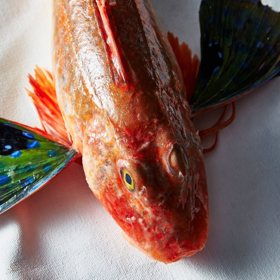 Fish 4 in the small category of #tofbymrniland is Red Gurnard!
An incredibly versatile species that has found itself in the form of a Pie, a Soup &amp; even a Red Gurnard Tikka! 
This one is a very tasty chapter!
Out August 1, Link in Bio.
🔴🐟