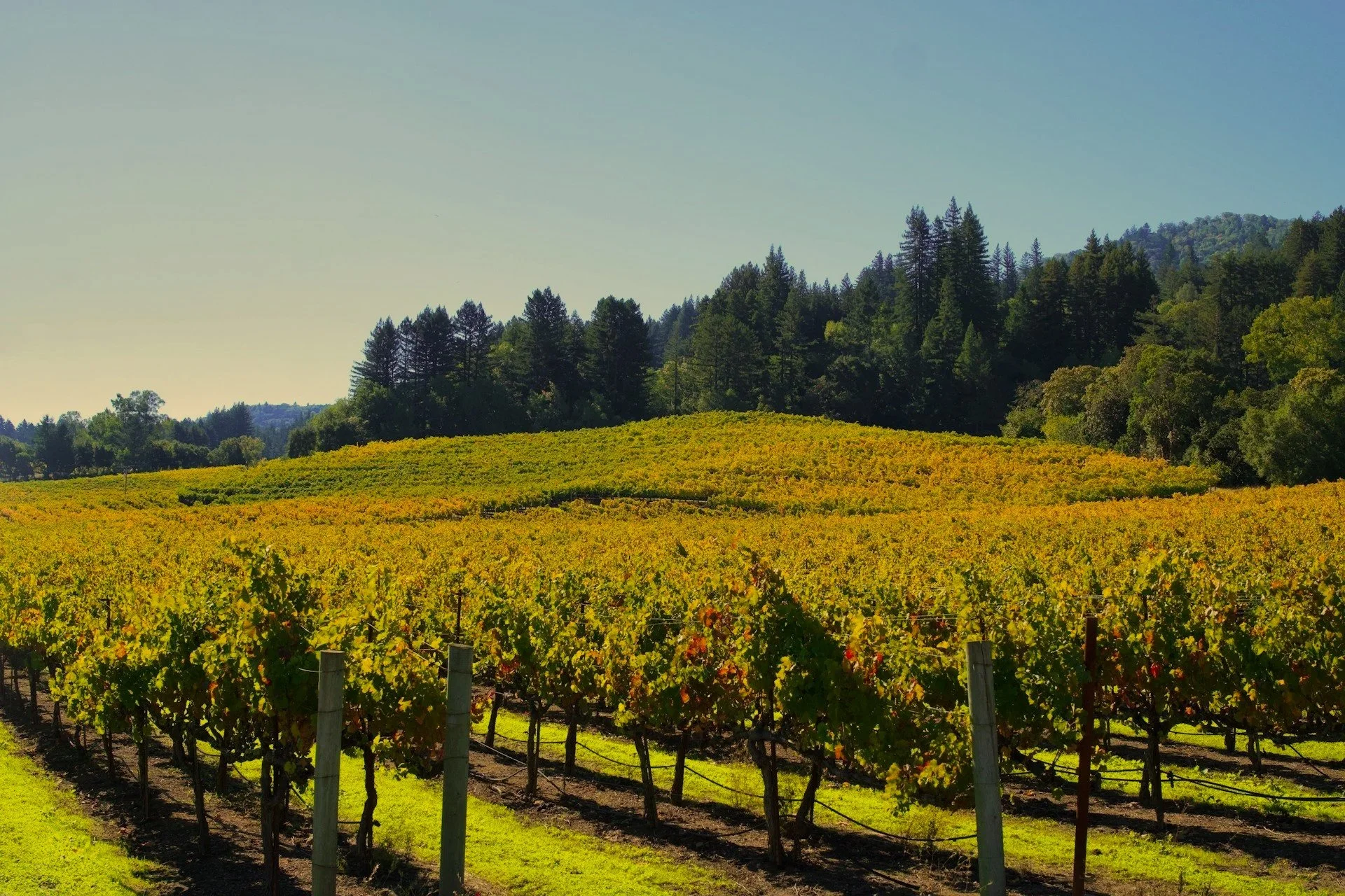 Sunlit vineyard with rolling hills in Northern California wine country