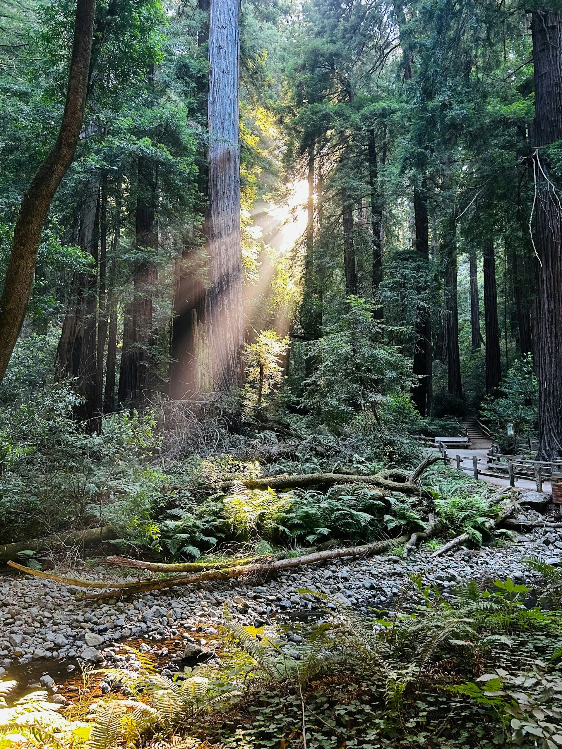 Peaceful forest stream with ferns and tall trees in Northern California