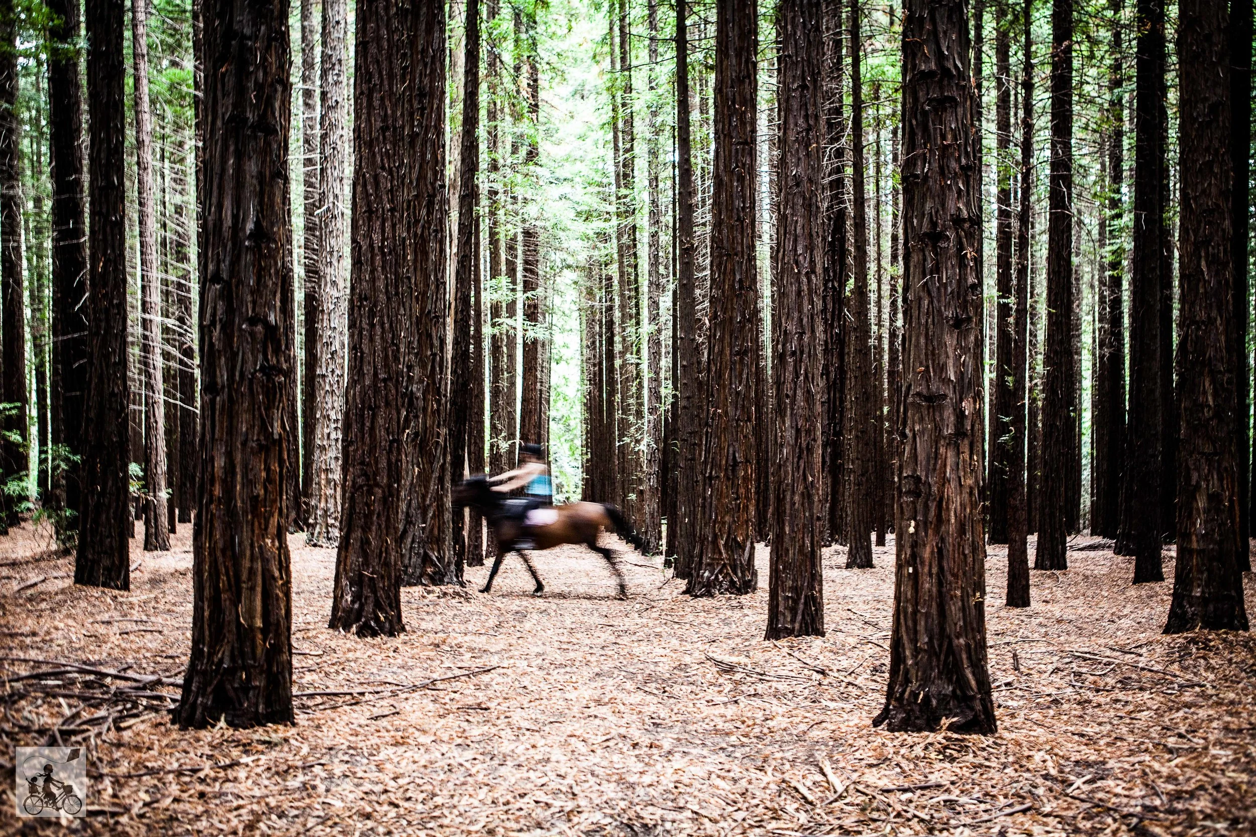 Redwood Forest East Warburton Mamma Knows East
