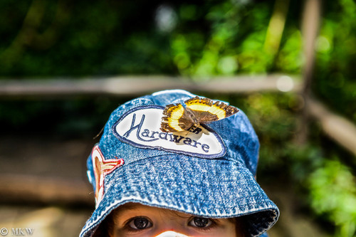 melbourne zoo, melbourne