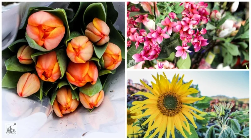 mamma's hot spots for buying flowers