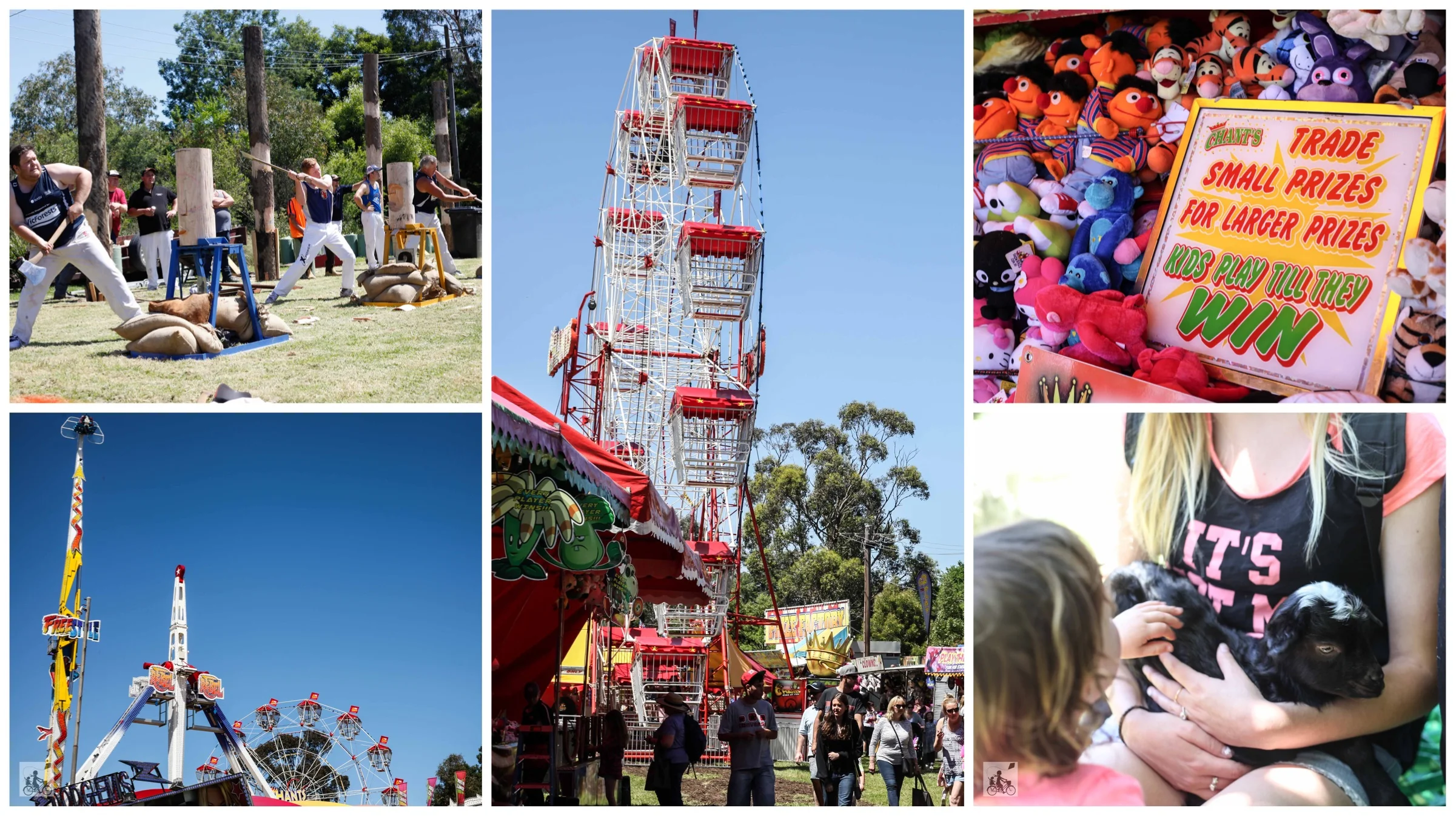 the lilydale agricultural &amp; horticultural show, lilydale