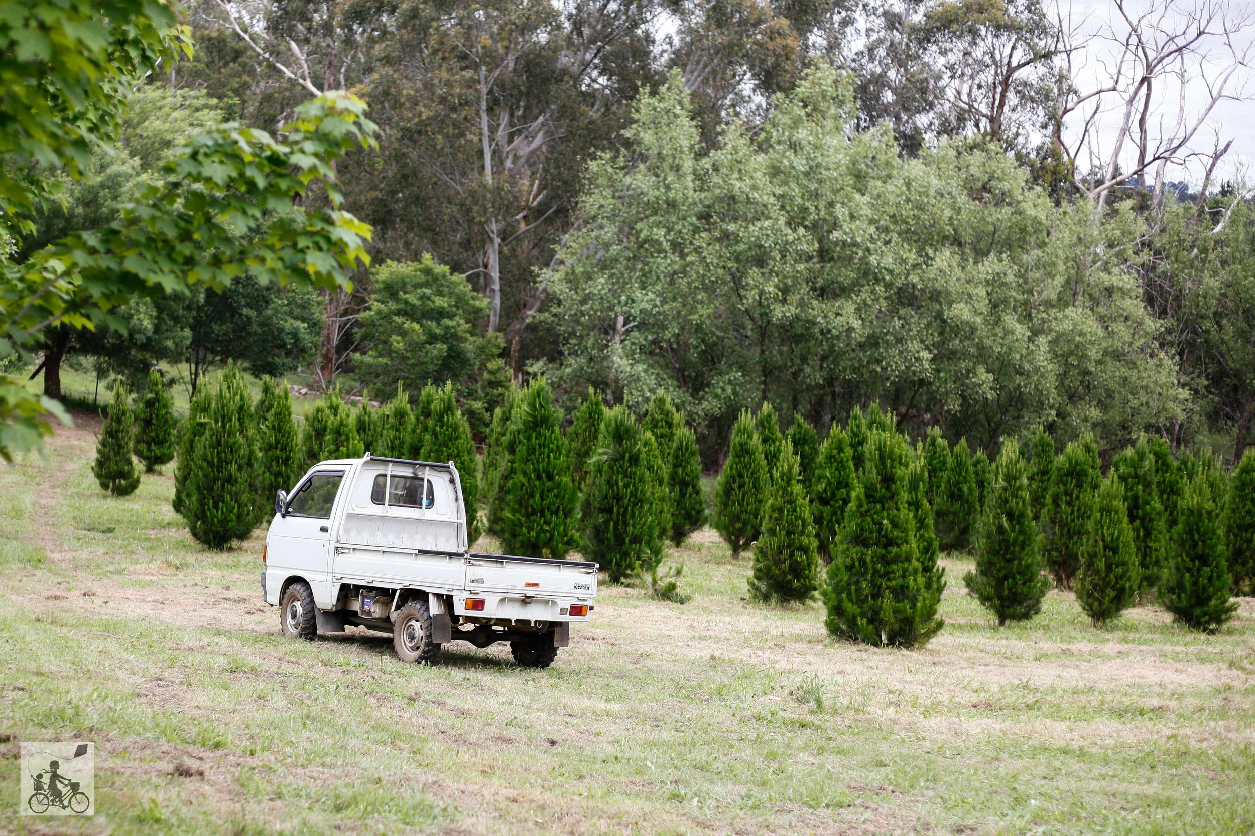 yarra valley christmas tree farm, wandin north — mamma knows east