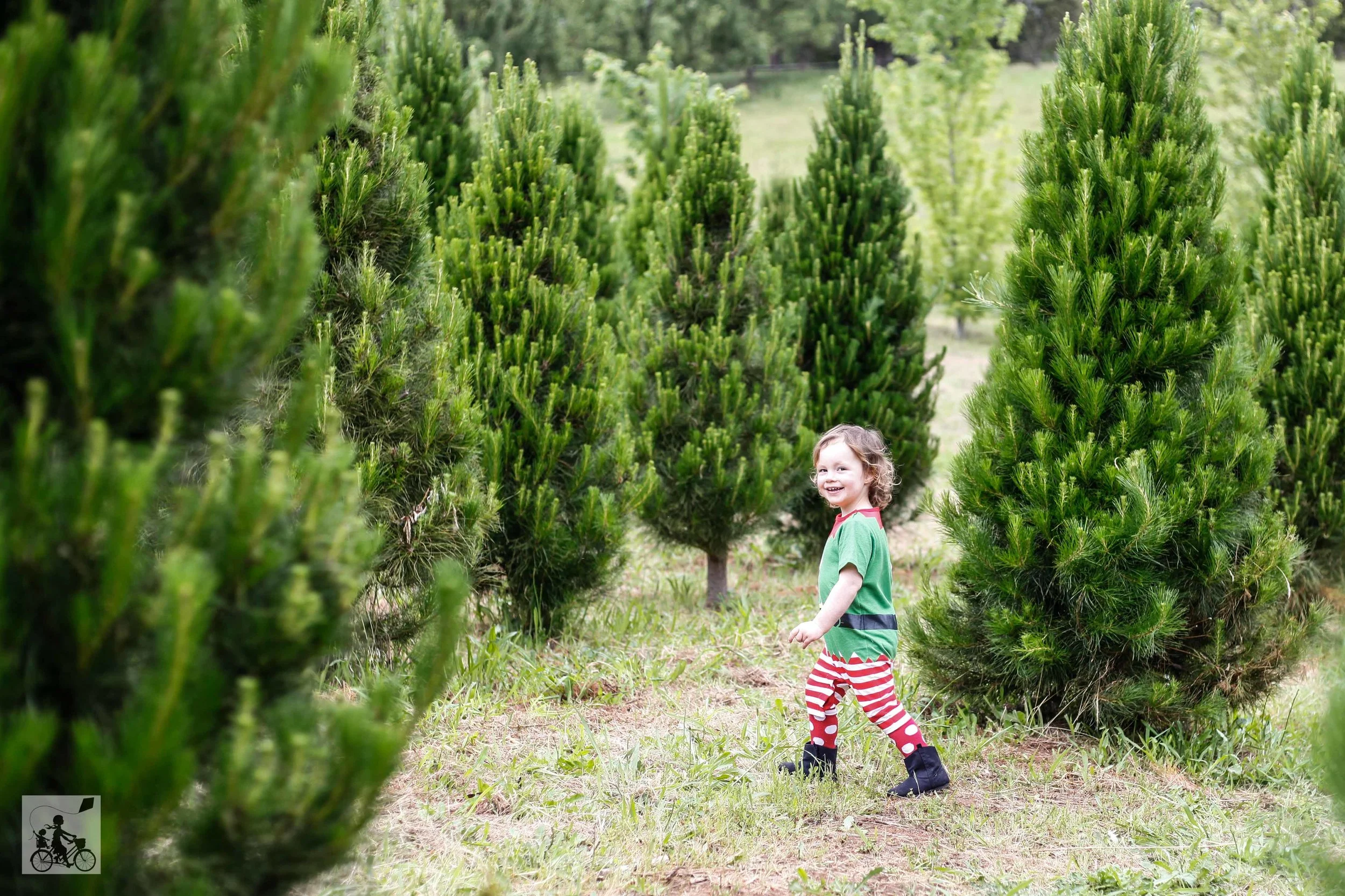 yarra valley christmas tree farm, wandin north — mamma knows east