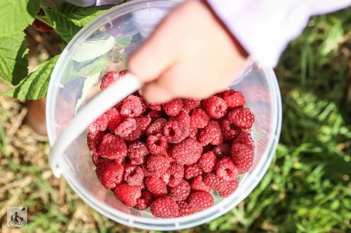wandin yallock farms raspberry u-pick @ warratina lavender farm