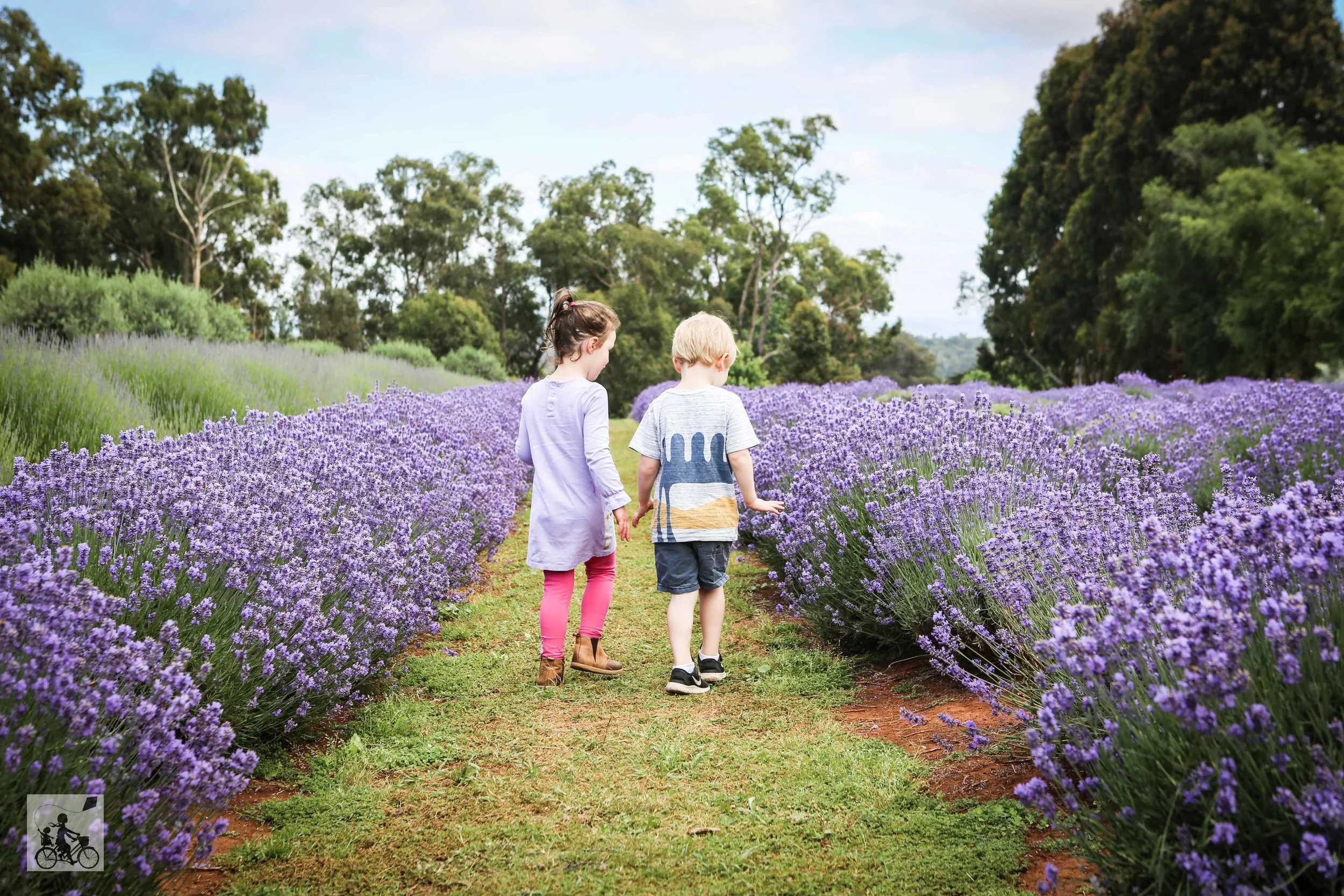 Warratina Lavender Farm Wandin - Mamma Knows East (5 of 62).jpg