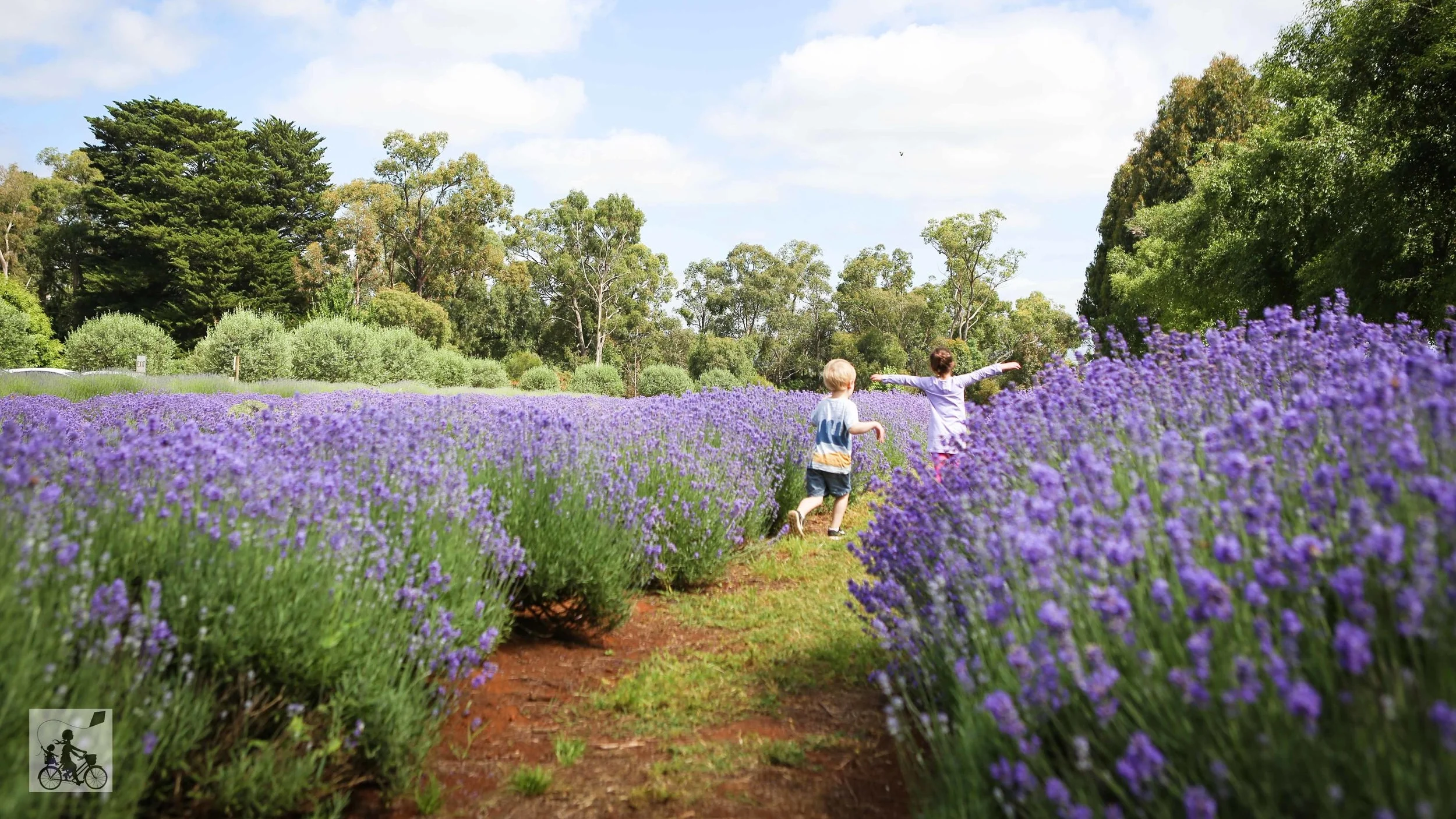 Warratina+Lavender+Farm+Wandin+-+Mamma+Knows+East+%2848+of+62%29.jpg