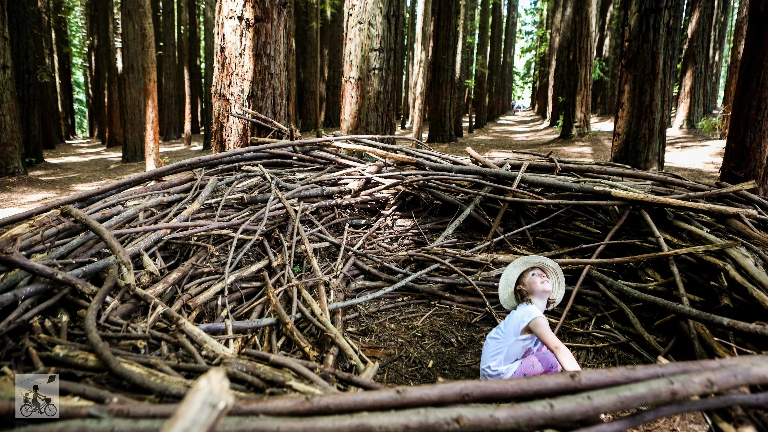 redwood forest, east warburton