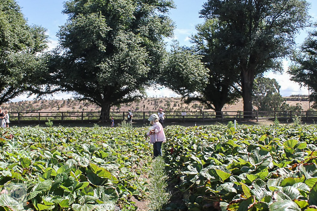 Naturipe, Bacchus Marsh