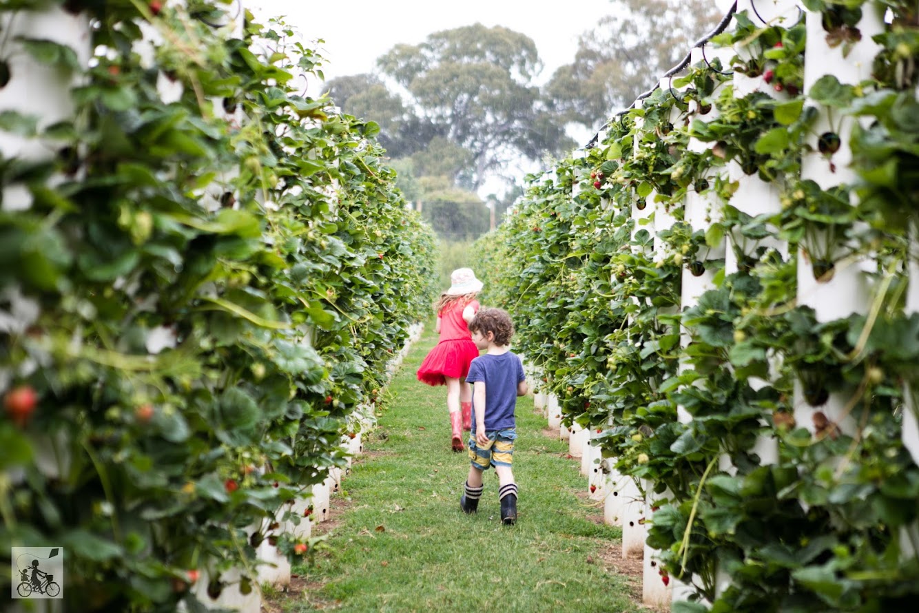 The Strawberry Forest, Bacchus Marsh