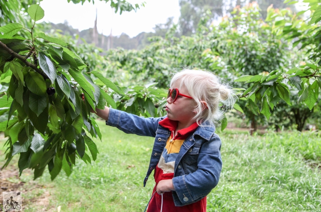 Ripe n Ready Cherry Farm, Red Hill