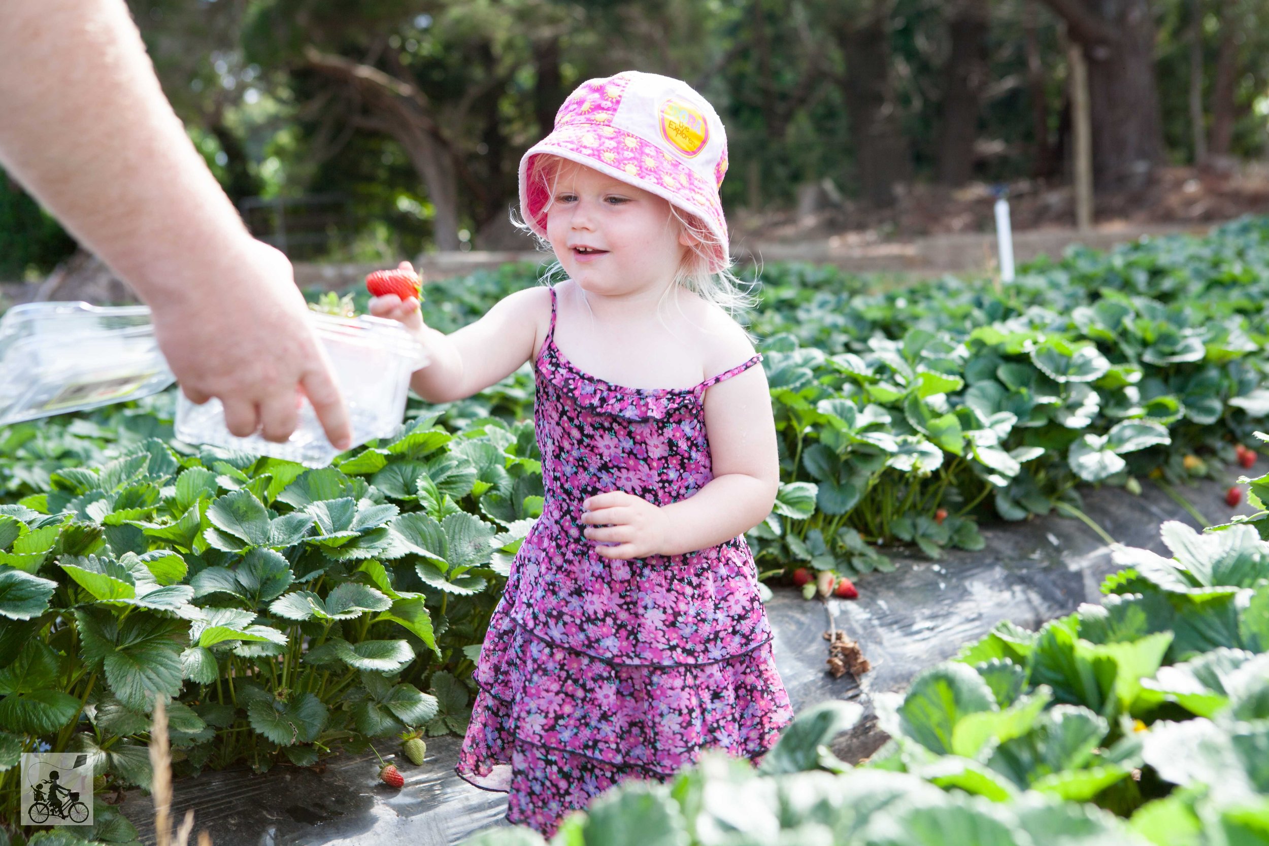 Sunny Ridge Strawberry Farm, Main Ridge