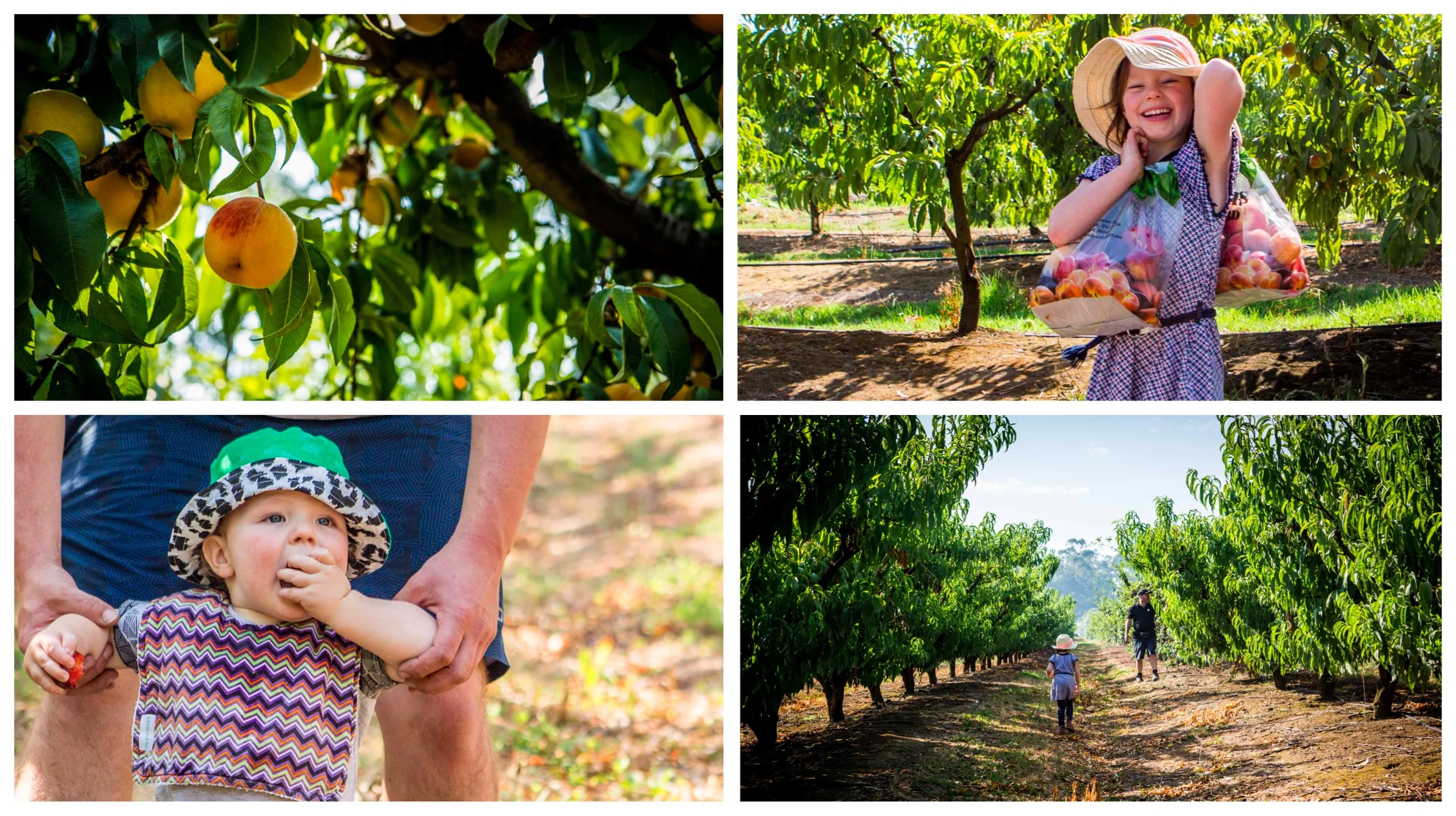 rayners orchard, woori yallock