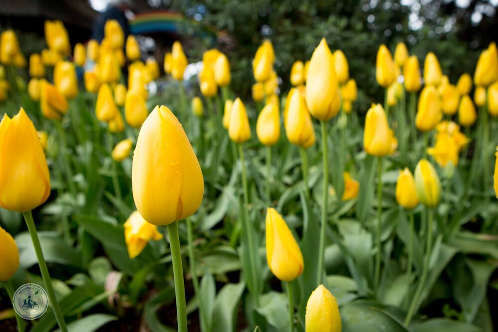 Tulip Festival 2019 (5 of 75).jpg