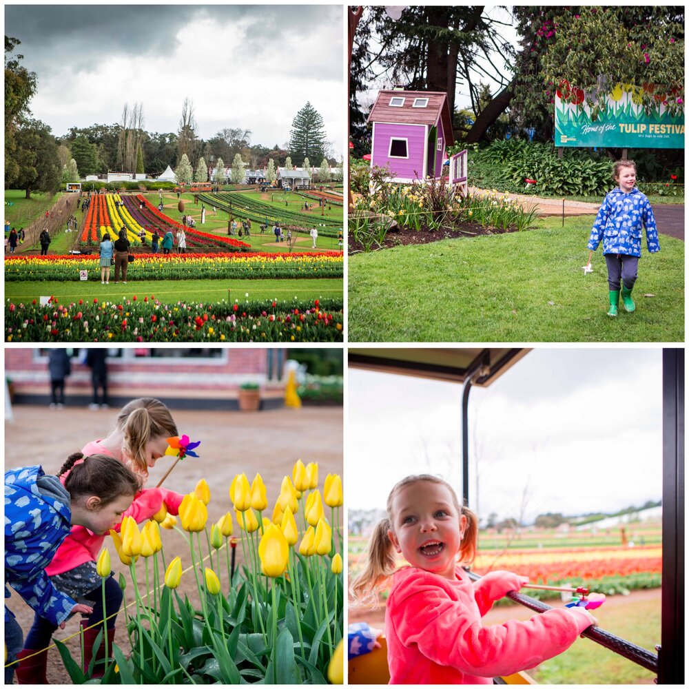 03 Tulip Festival 2019 (1 of 75).jpg