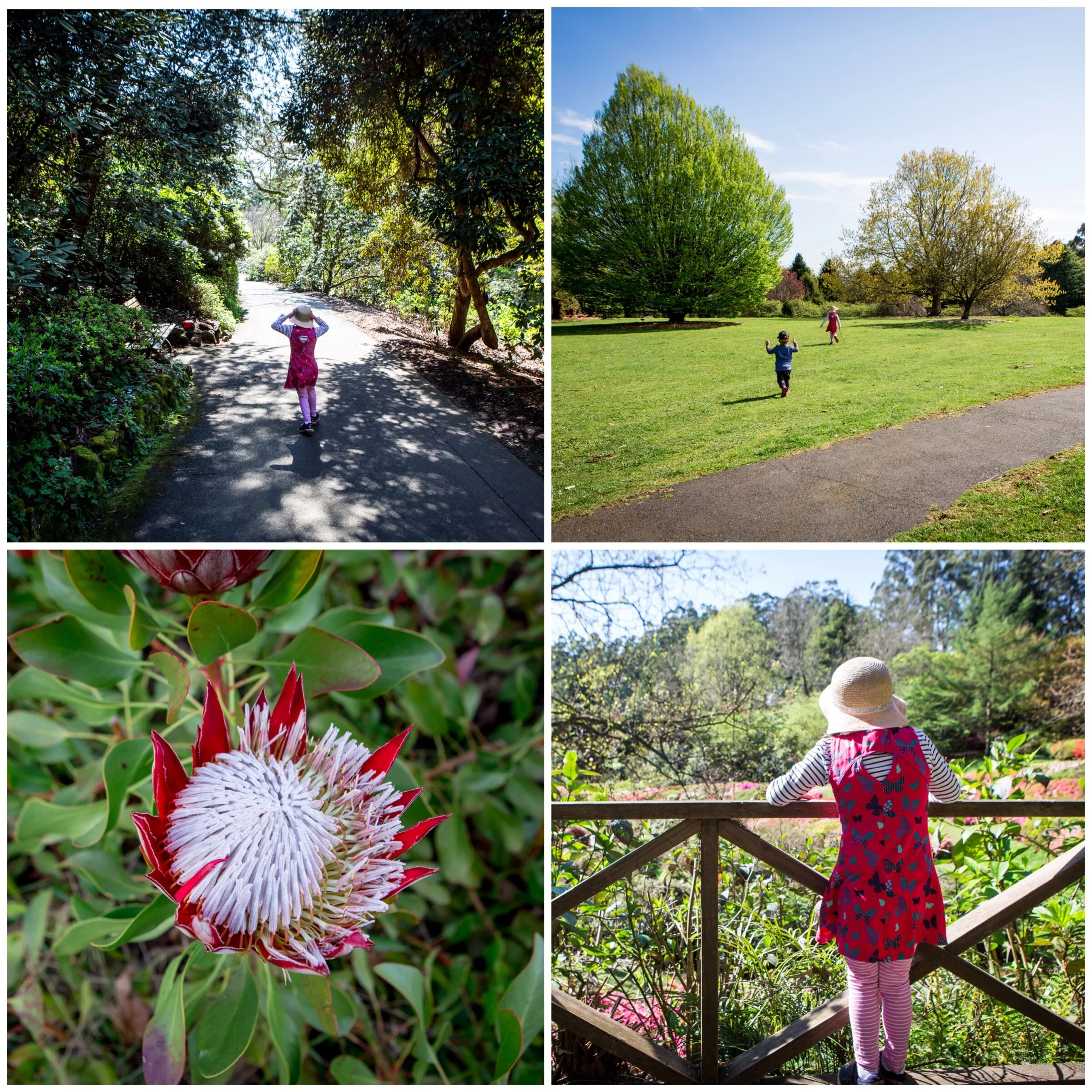 the dandenong ranges botanic gardens, olinda
