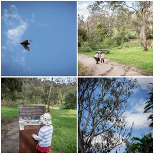 flying foxes @ bellbird picnic area