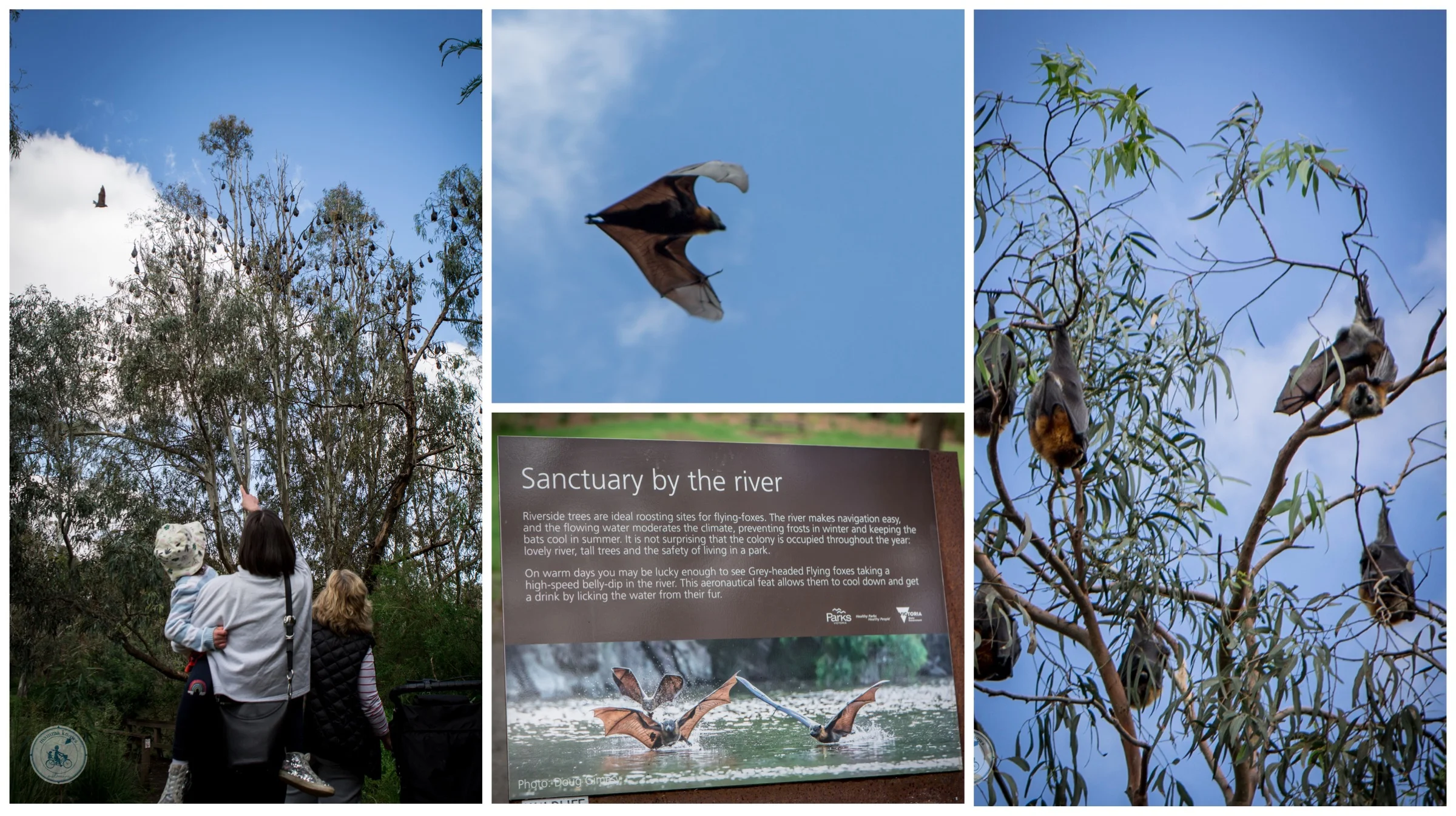 flying foxes @ bellbird picnic area, kew 