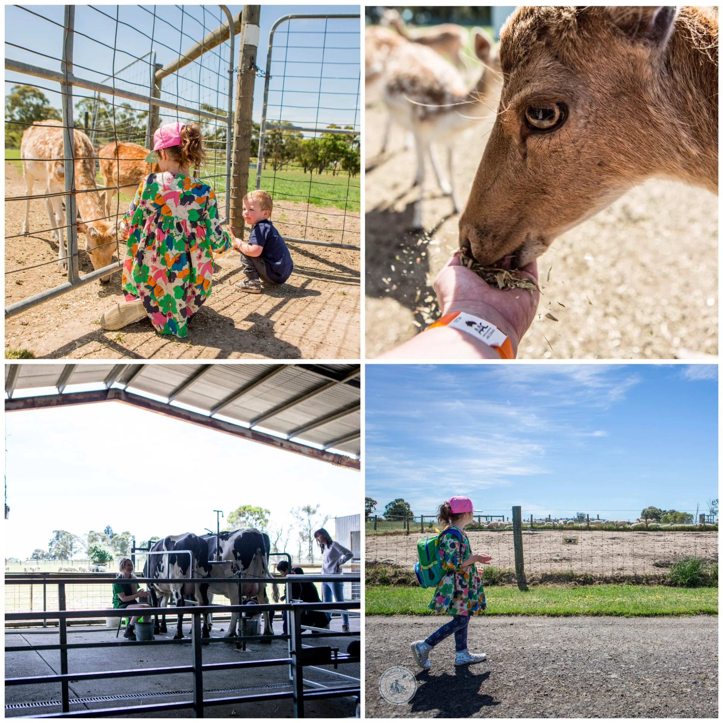 Chesterfield Farm, Scoresby — mamma knows east