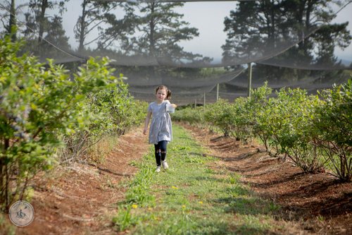 blueberry picking @ the farm