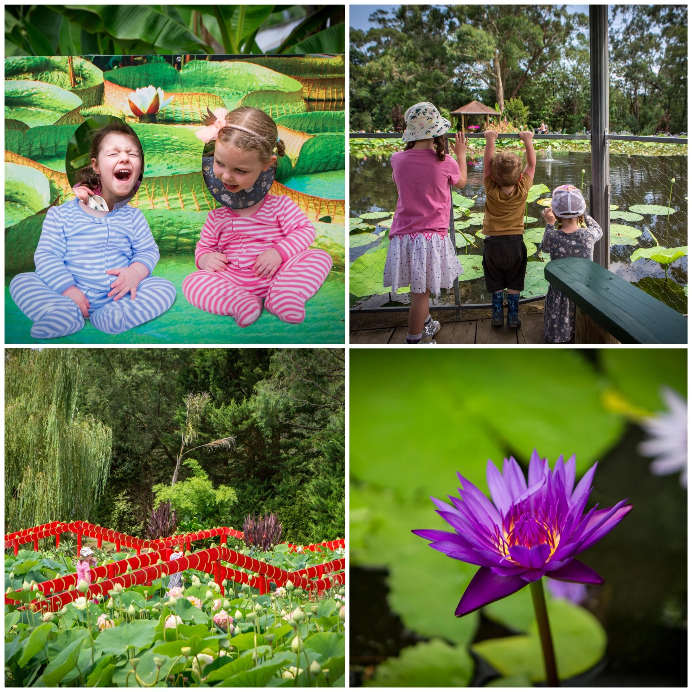 blue lotus water garden, yarra junction — mamma knows east