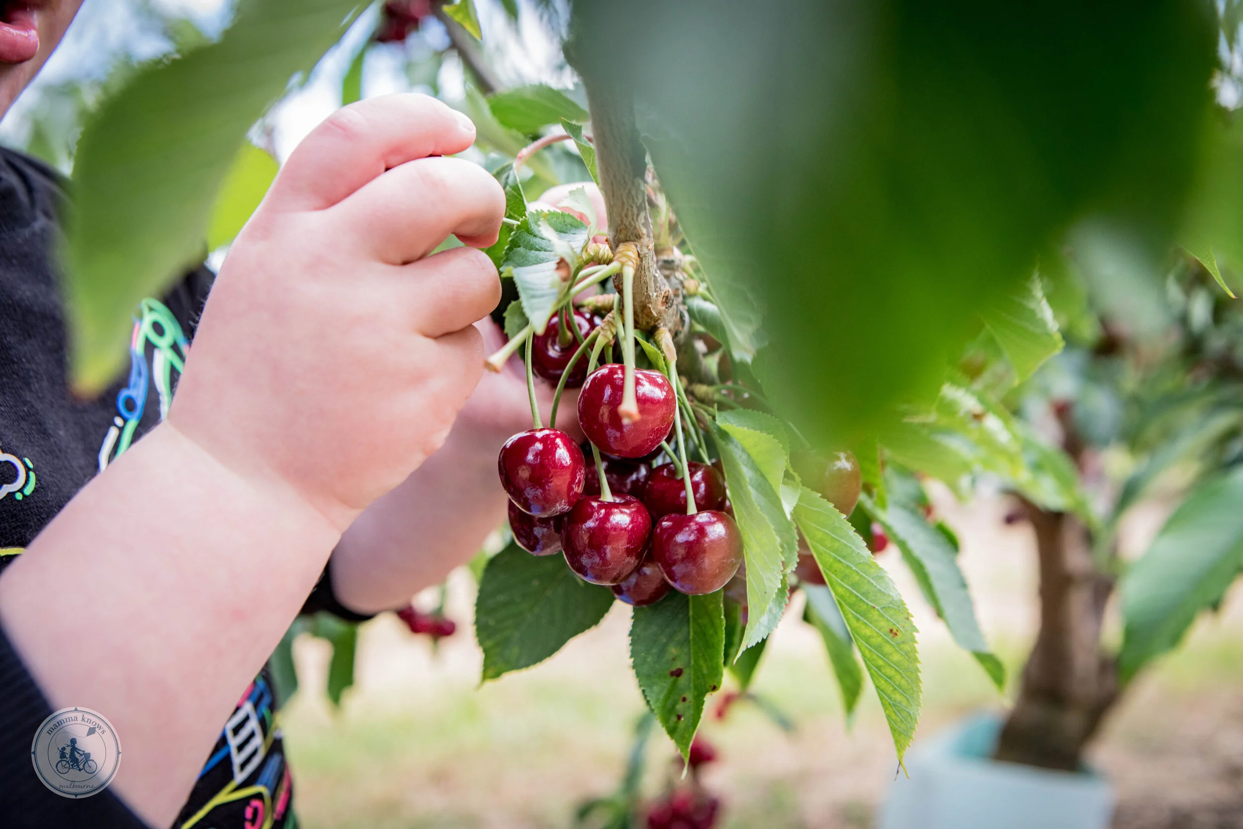 blue hills berries and cherries, silvan — mamma knows east