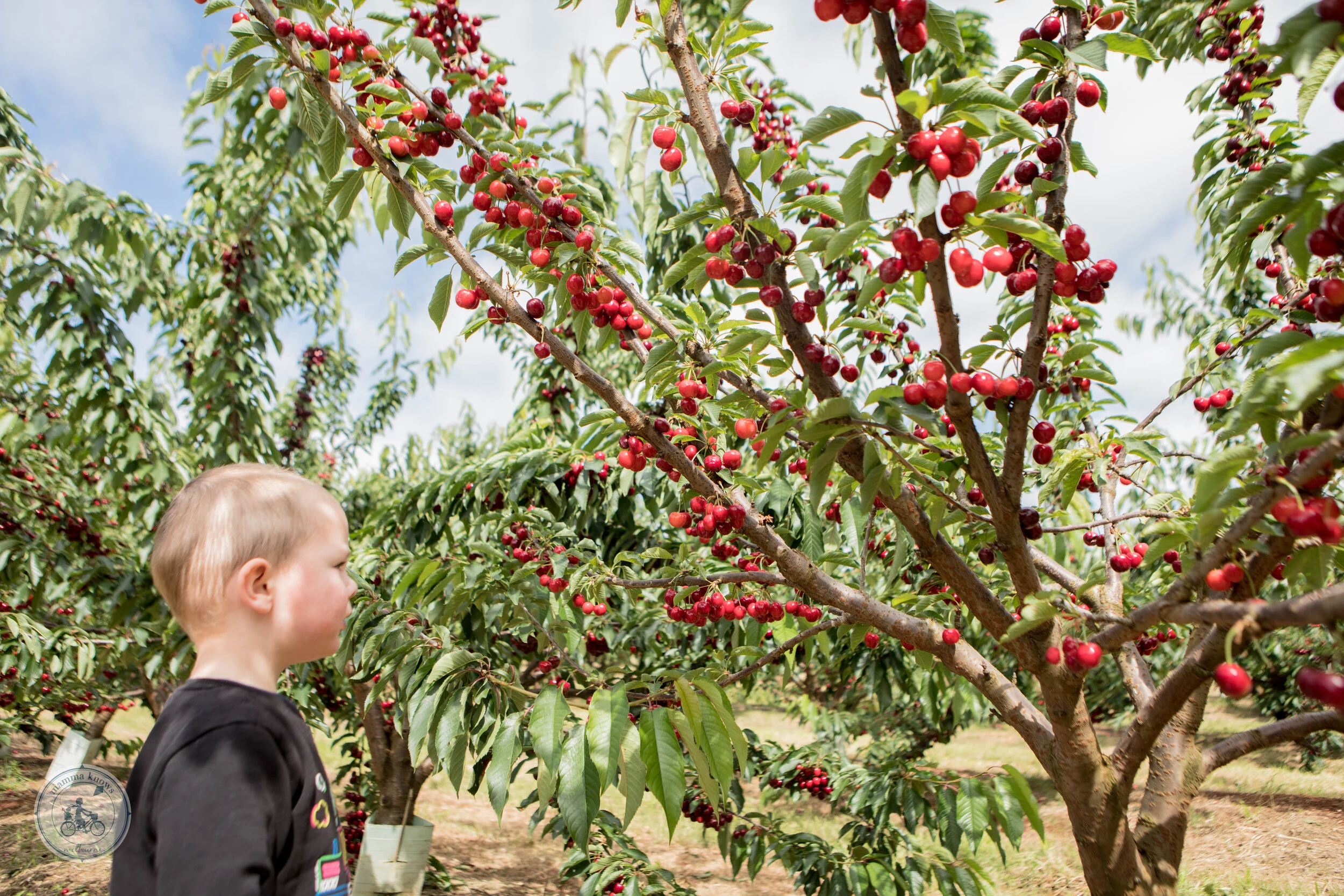 blue hills berries and cherries, silvan — mamma knows east