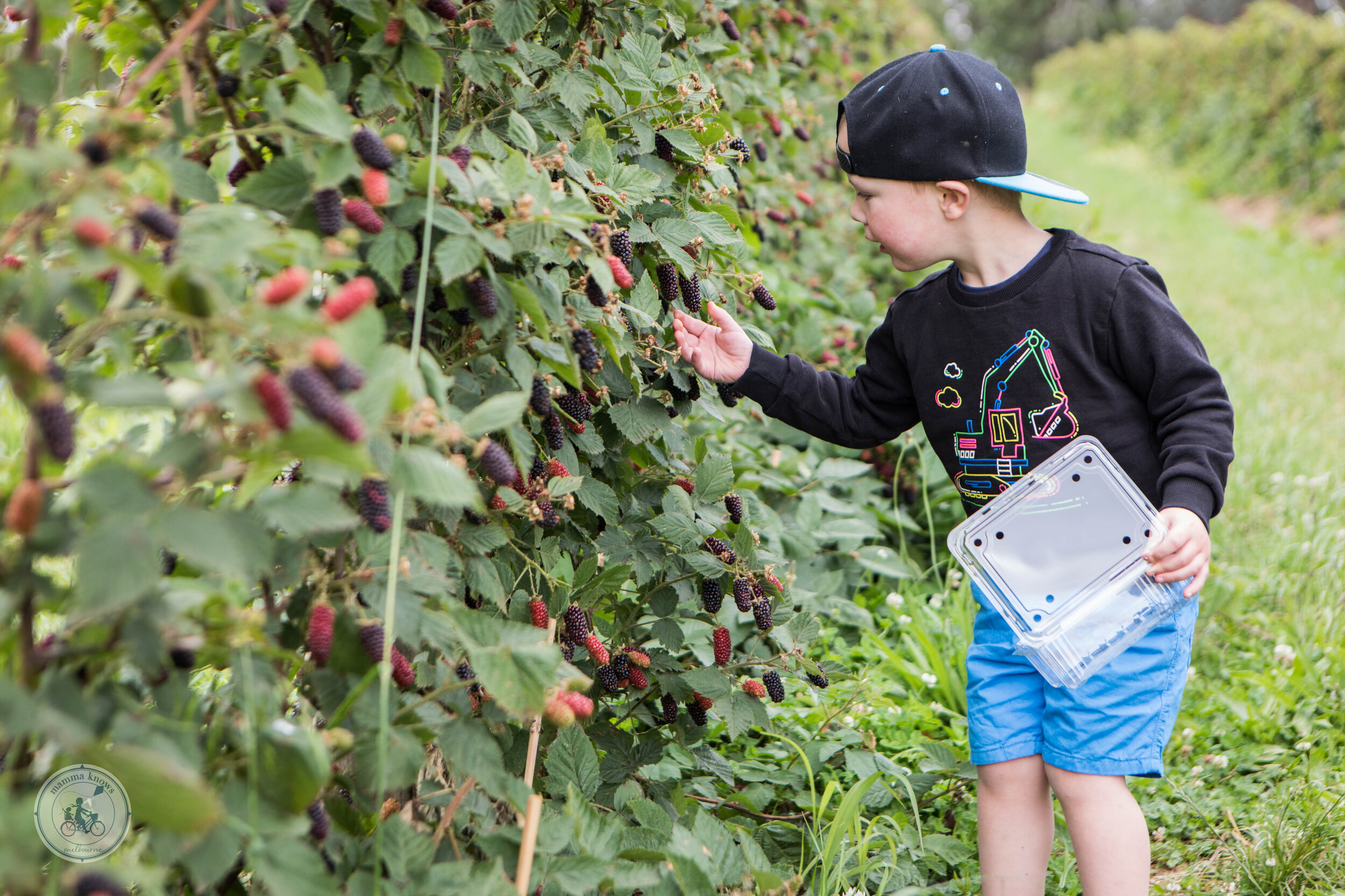 Chappies Cherries and Berries, Silvan