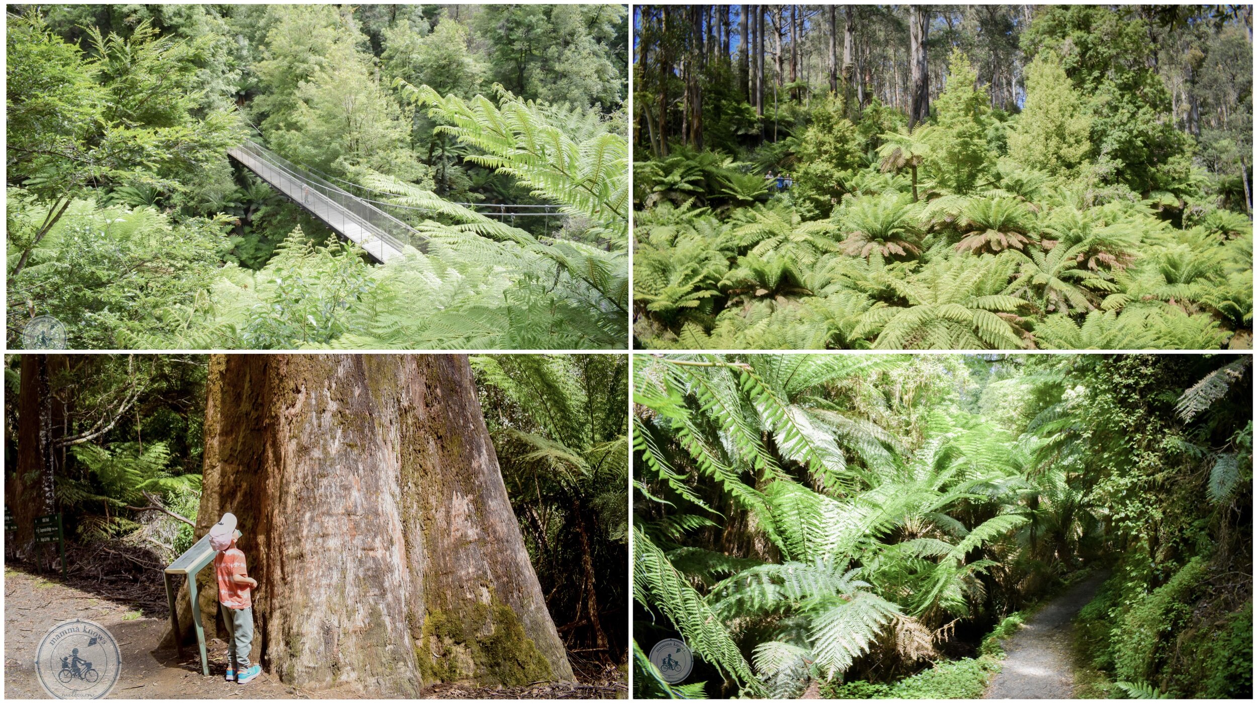 corrigan's suspension bridge @ tarra bulga national park, balook