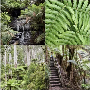 tarra valley picnic area and cyathea falls