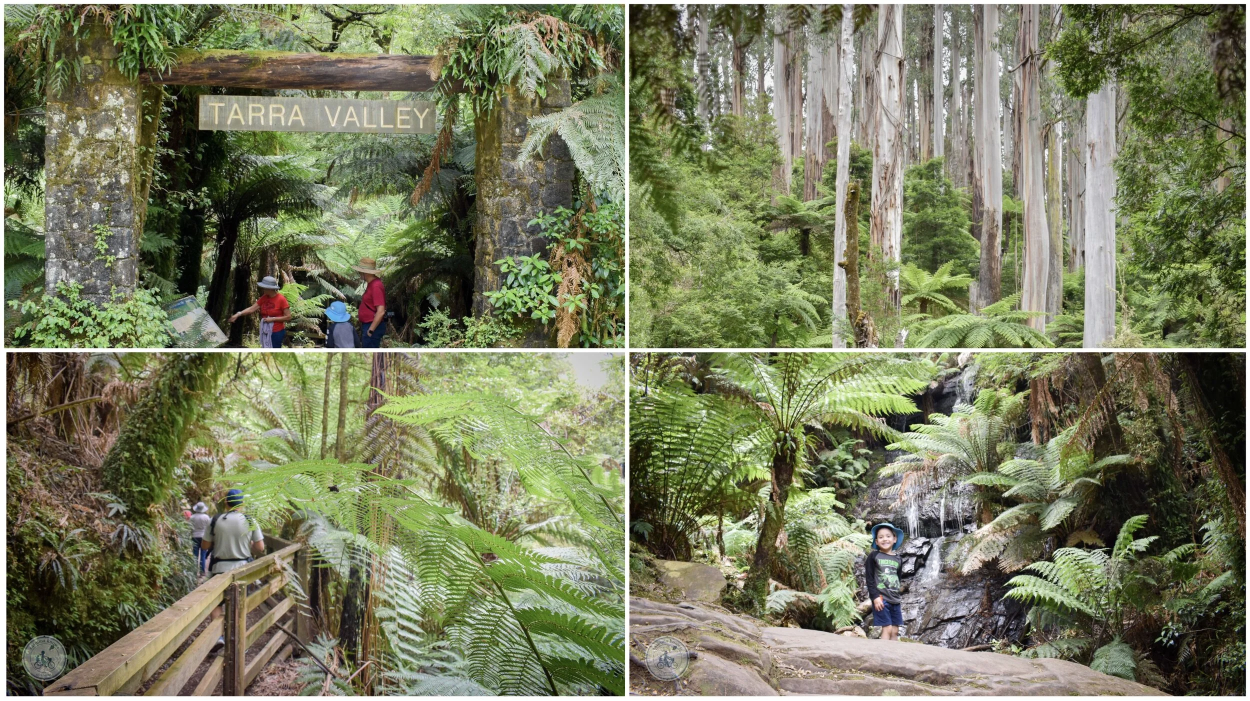 tarra valley picnic area and cyathea falls, tarra valley