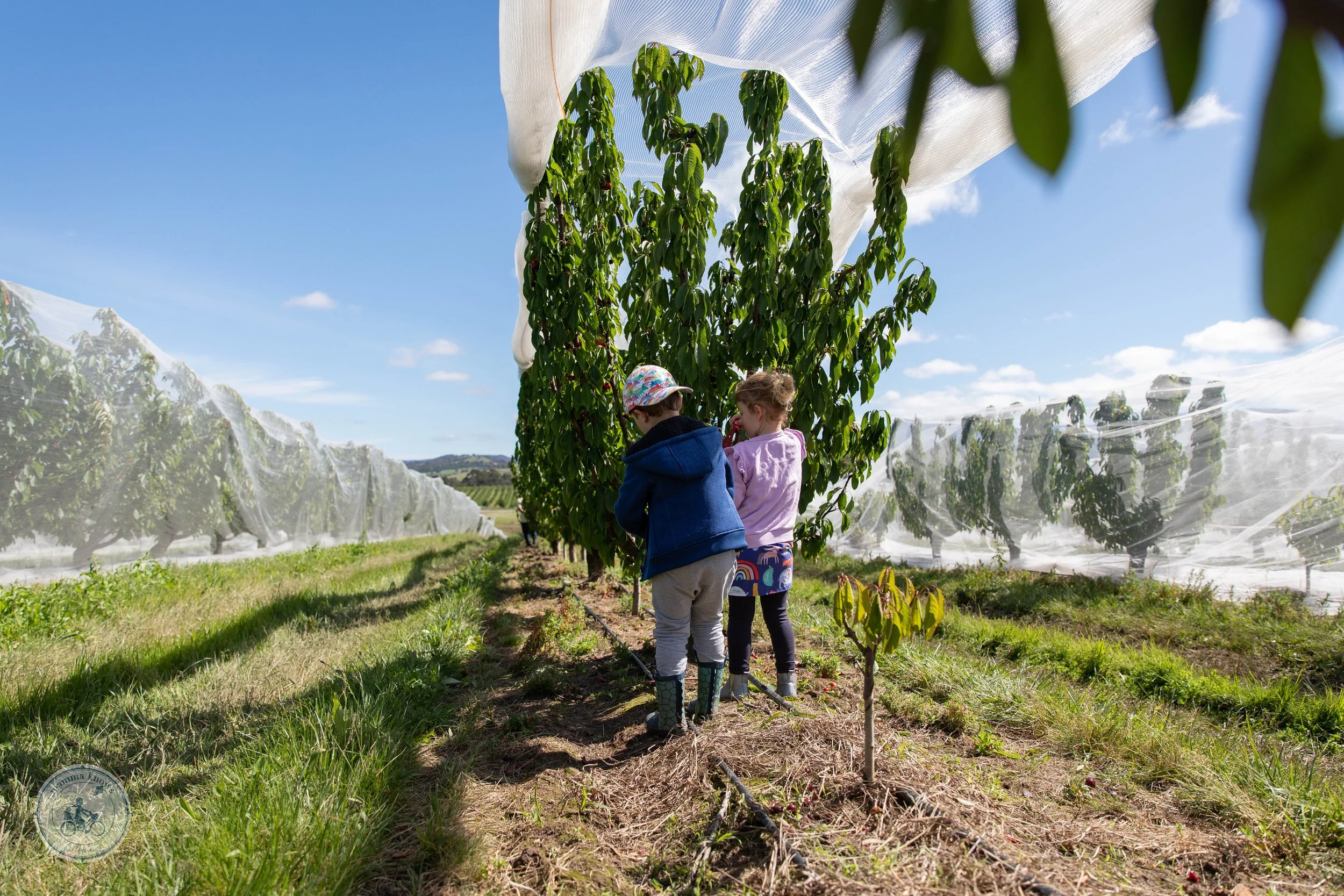 CherryHill Orchard - U-Pick Cherries, Coldstream — mamma knows east