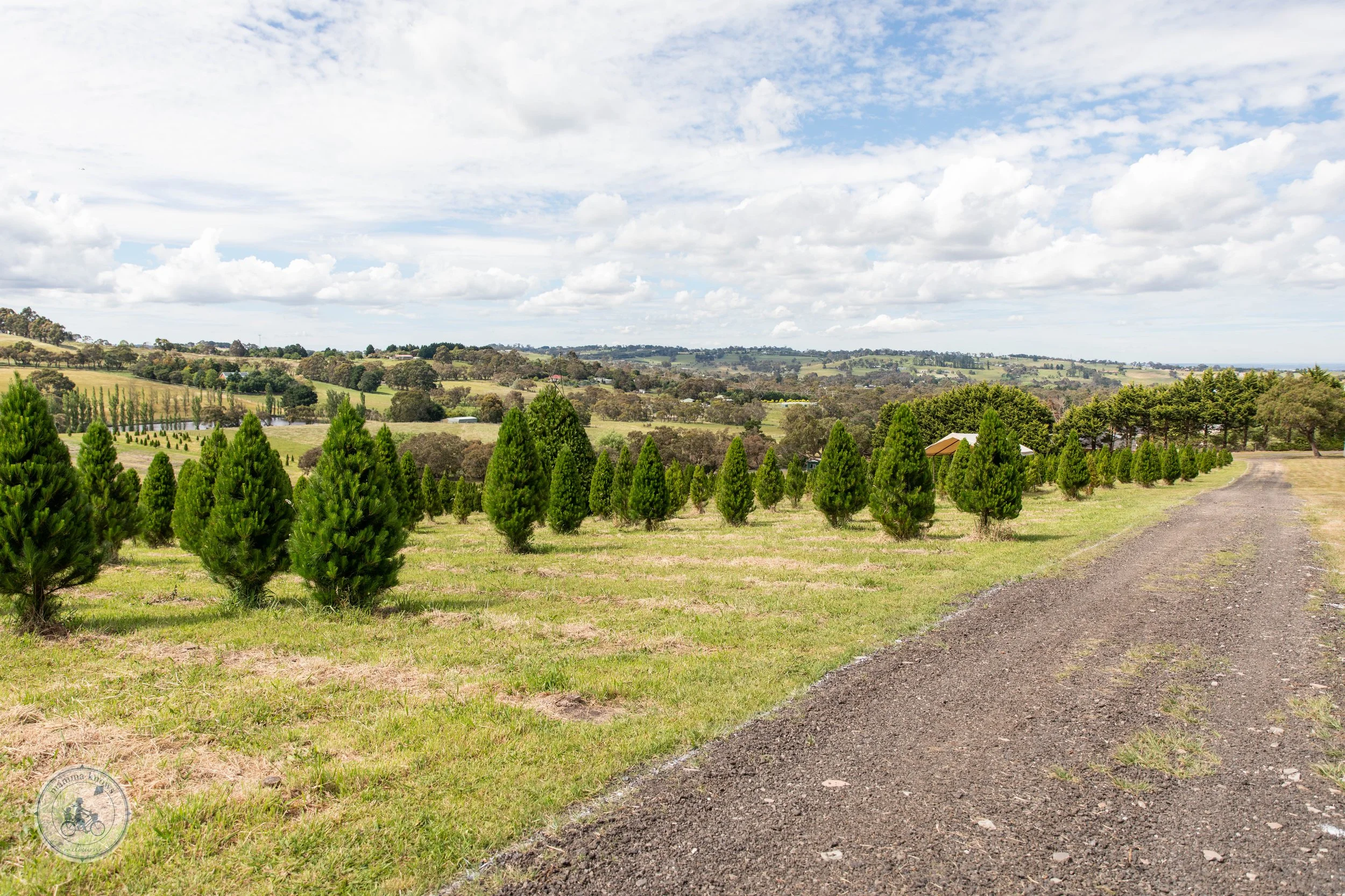 Ports Christmas Tree Farm, Belgrave South — mamma knows east