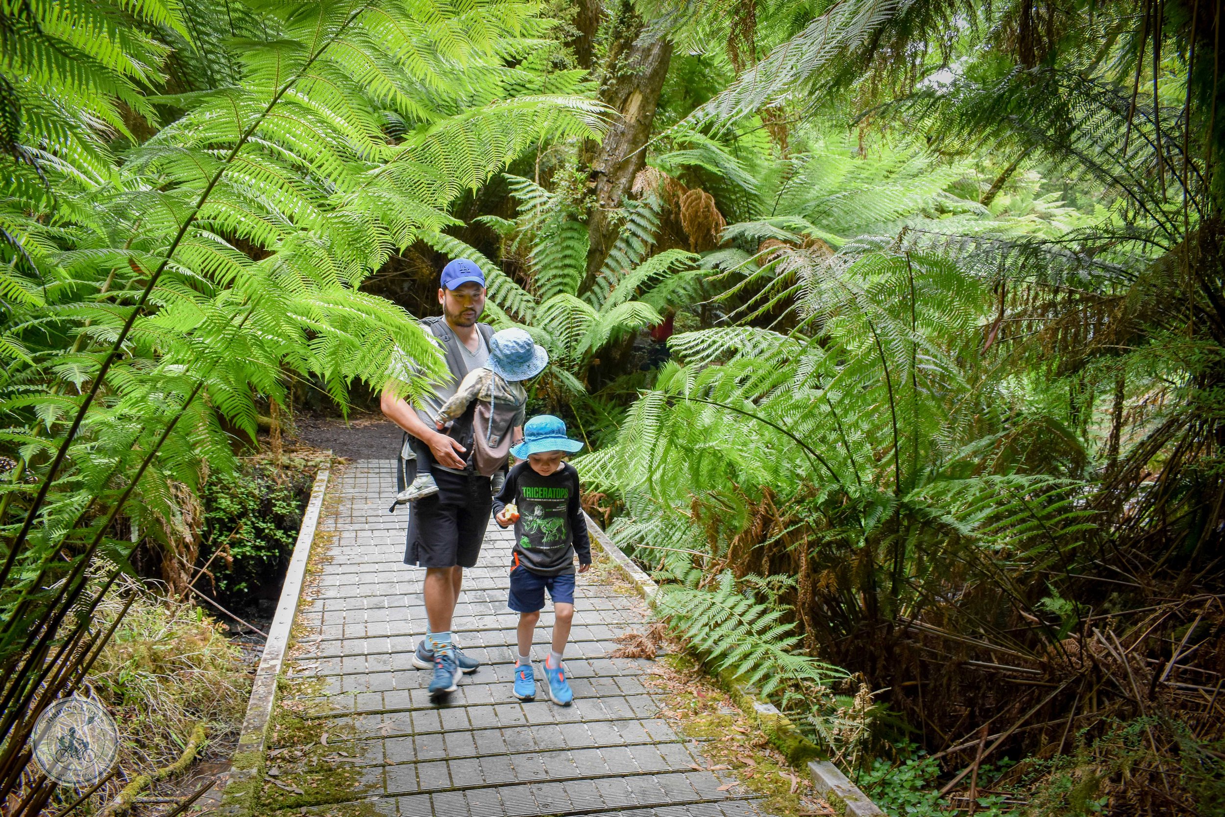 Tarra Bulga National Park