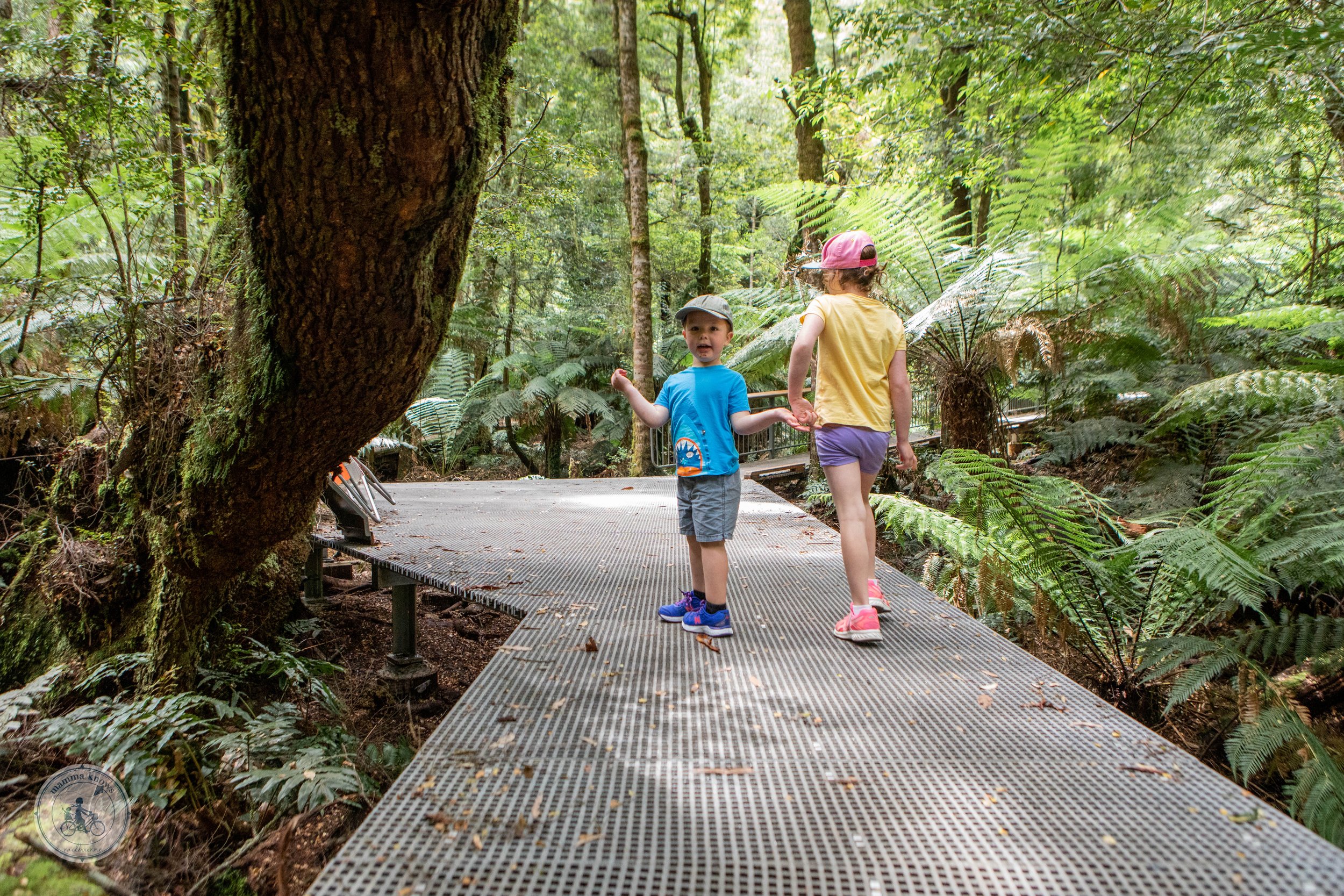 Wirrawilla Rainforest Walk