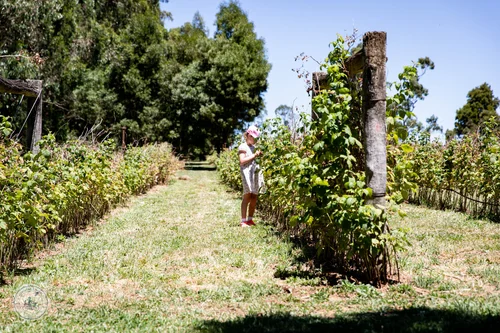 kinglake raspberries